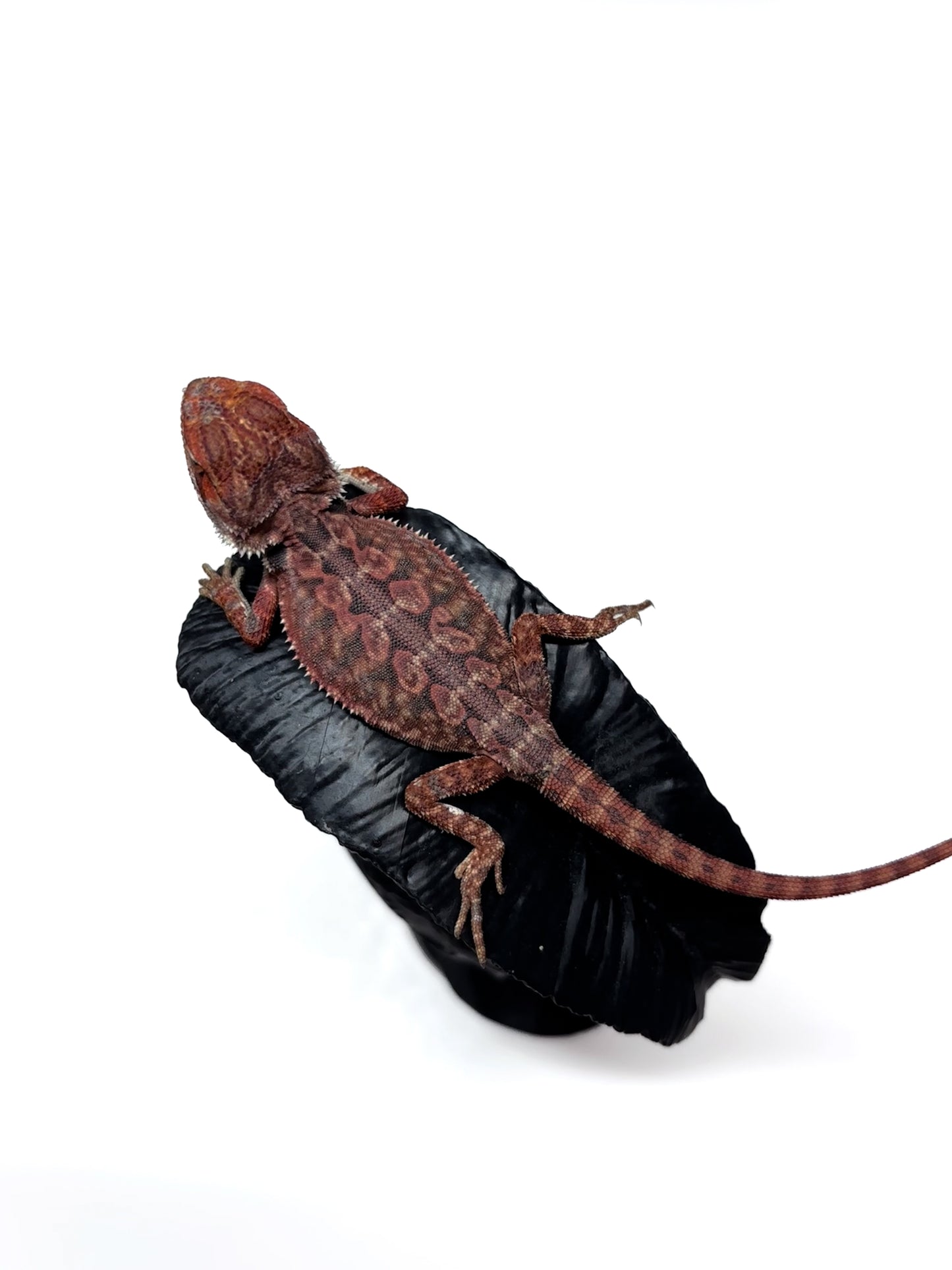 🖤☠️🩸#9 1/2 Red Monster 🩸☠️🖤