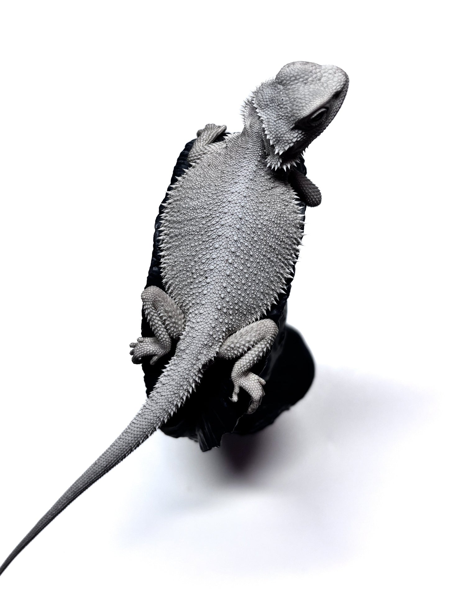 ❄️#14 Hypo Zero❄️