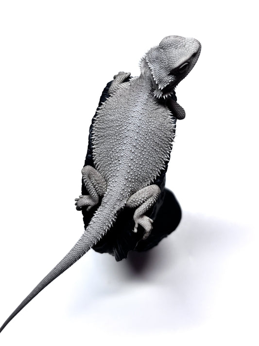 ❄️#14 Hypo Zero❄️