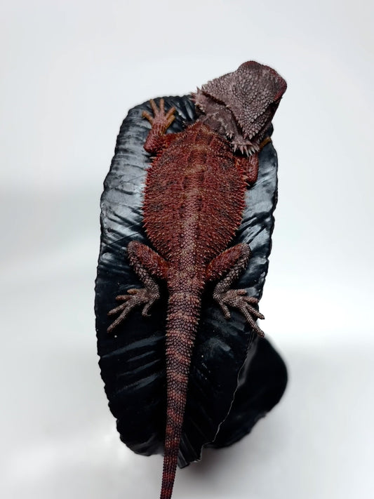 🩸#23 Red Monster Trans Tiger🩸