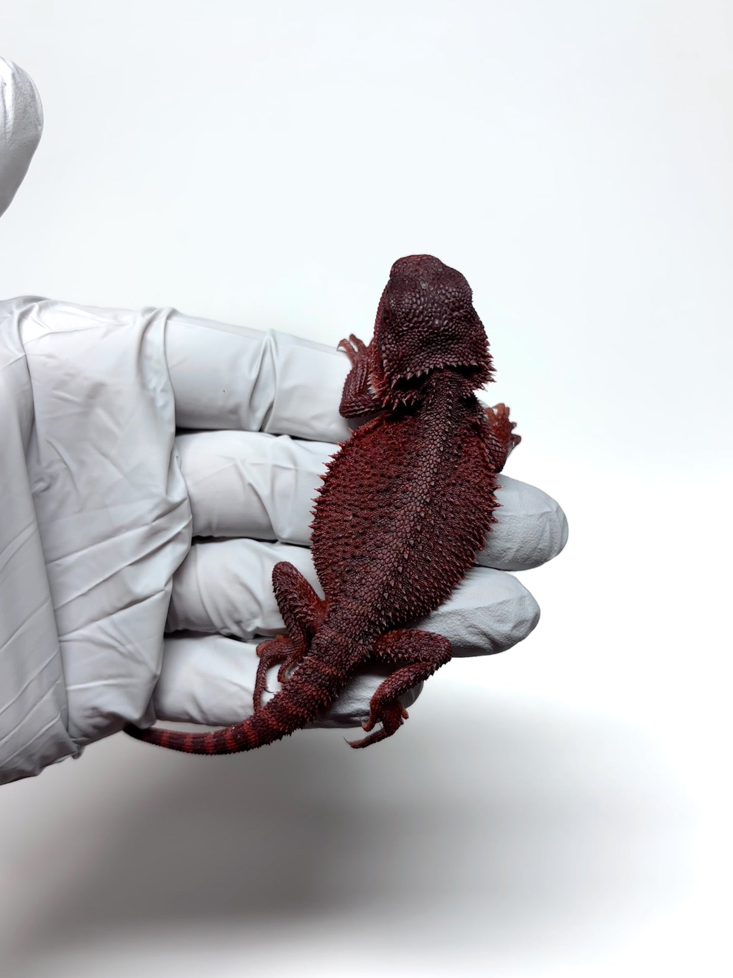 🩸#16 Extreme Dark Red Monster Trans🩸