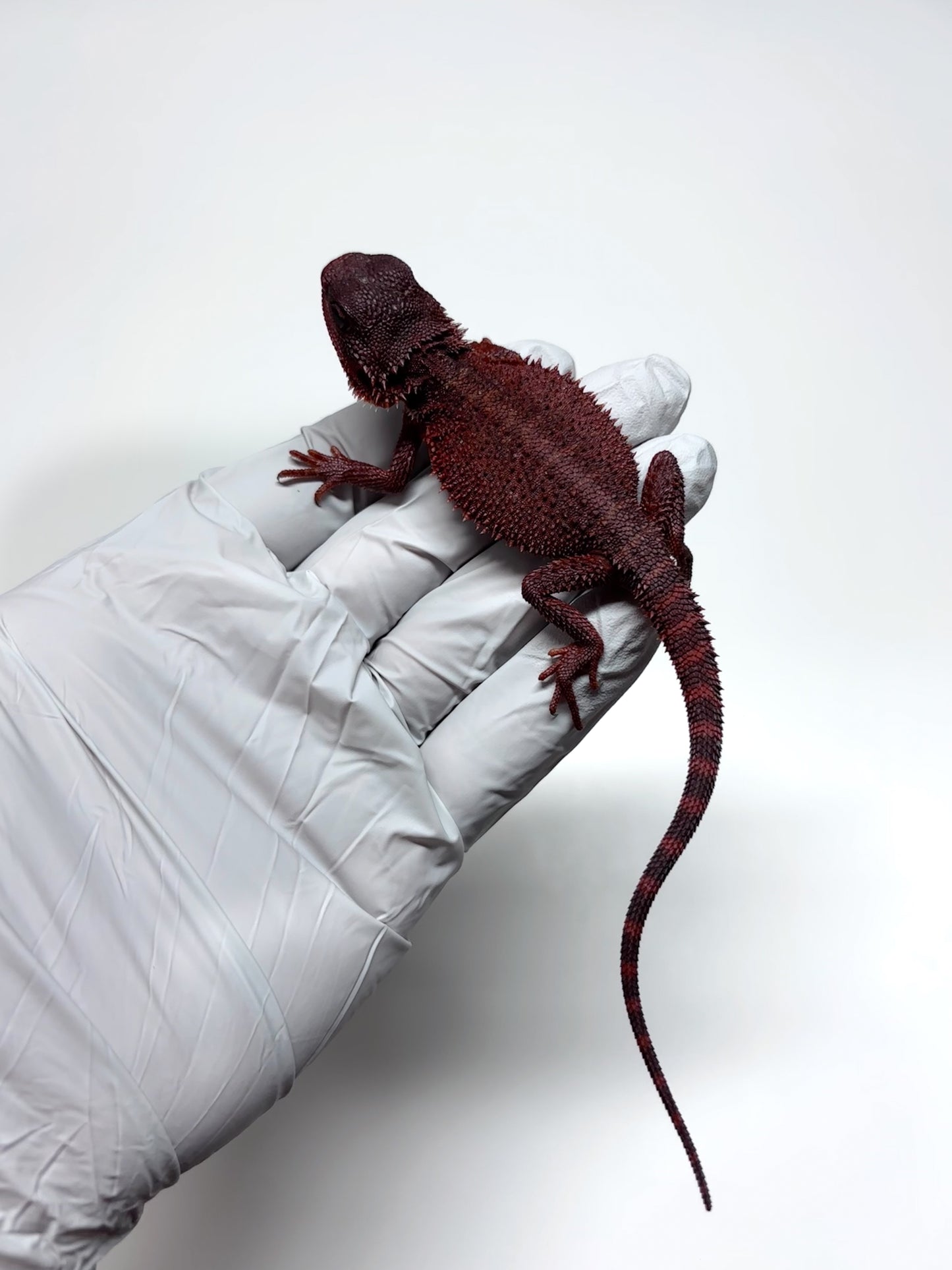 🩸#16 Extreme Dark Red Monster Trans🩸