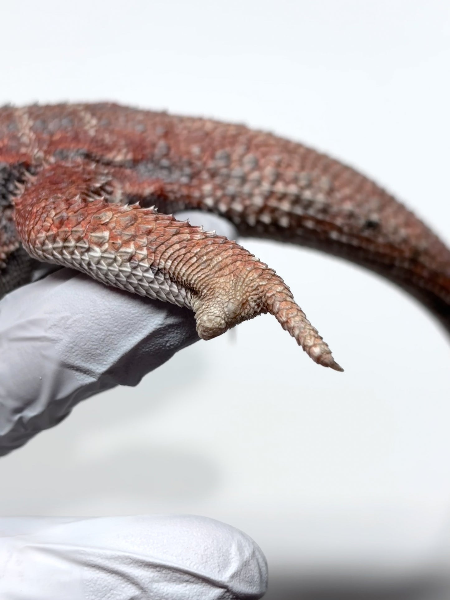 💙❄️#24 EXTREME BLUE HYPO❄️💙