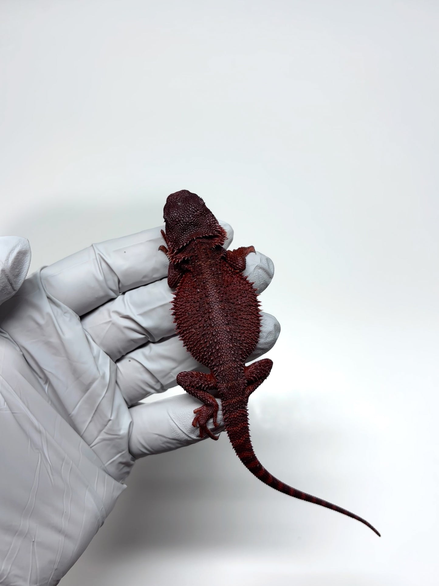 🩸#16 Extreme Dark Red Monster Trans🩸