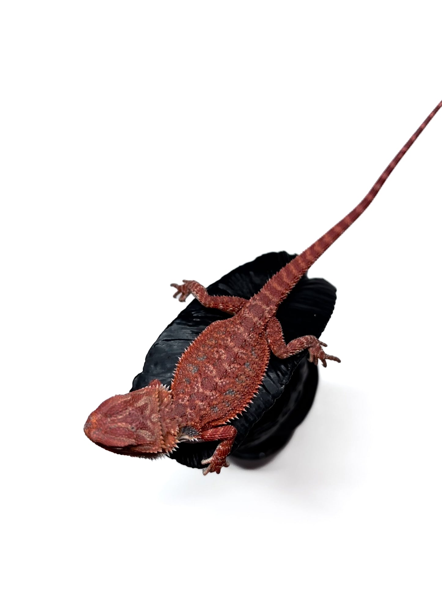 🩸#6 Extreme Dark Red Trans🩸