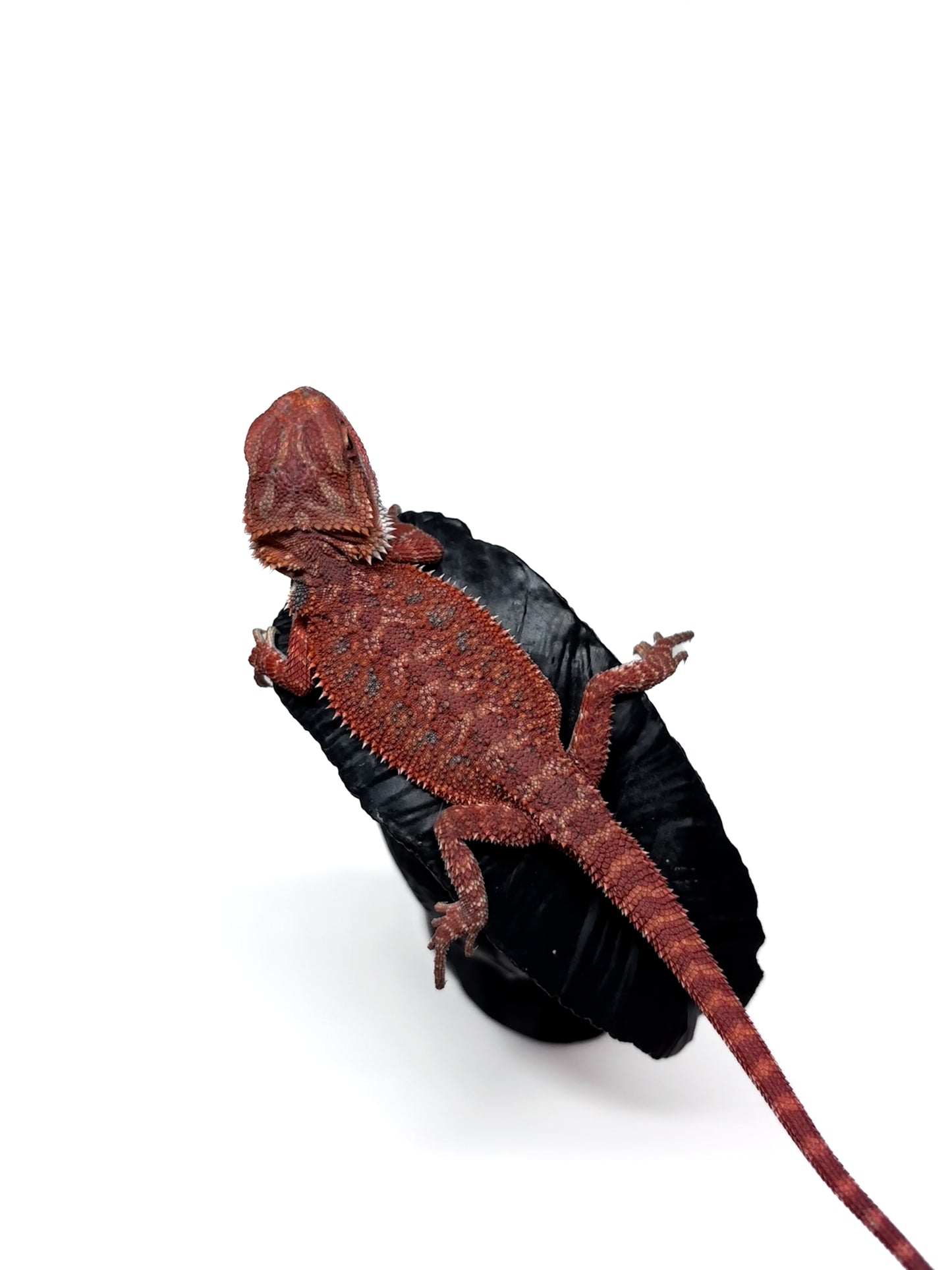 🩸#6 Extreme Dark Red Trans🩸