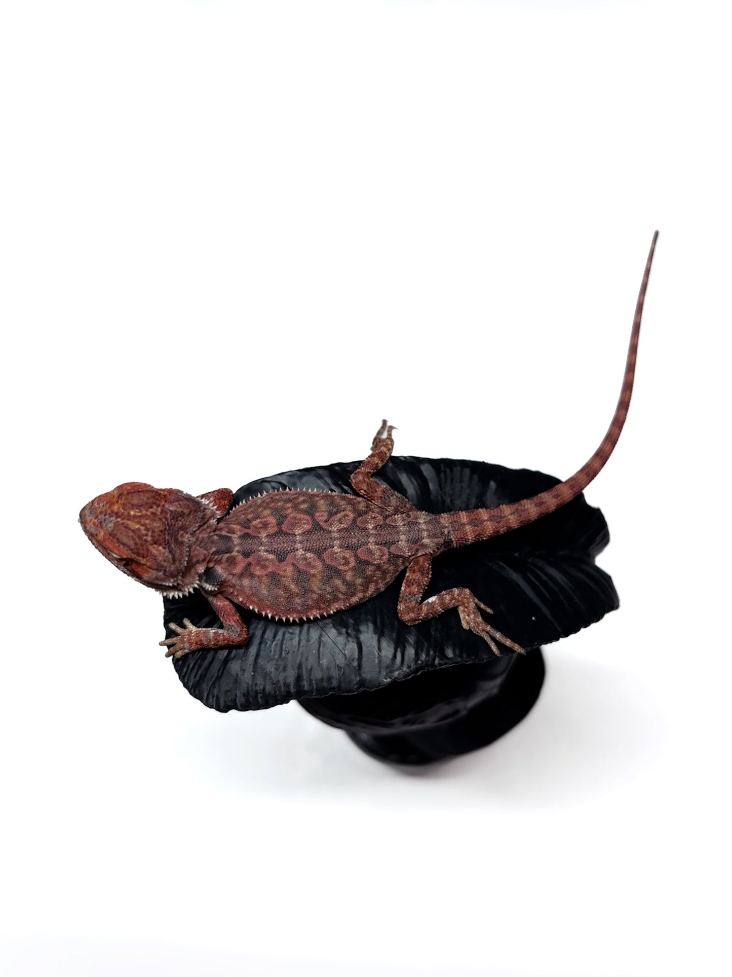 🖤☠️🩸#9 1/2 Red Monster 🩸☠️🖤