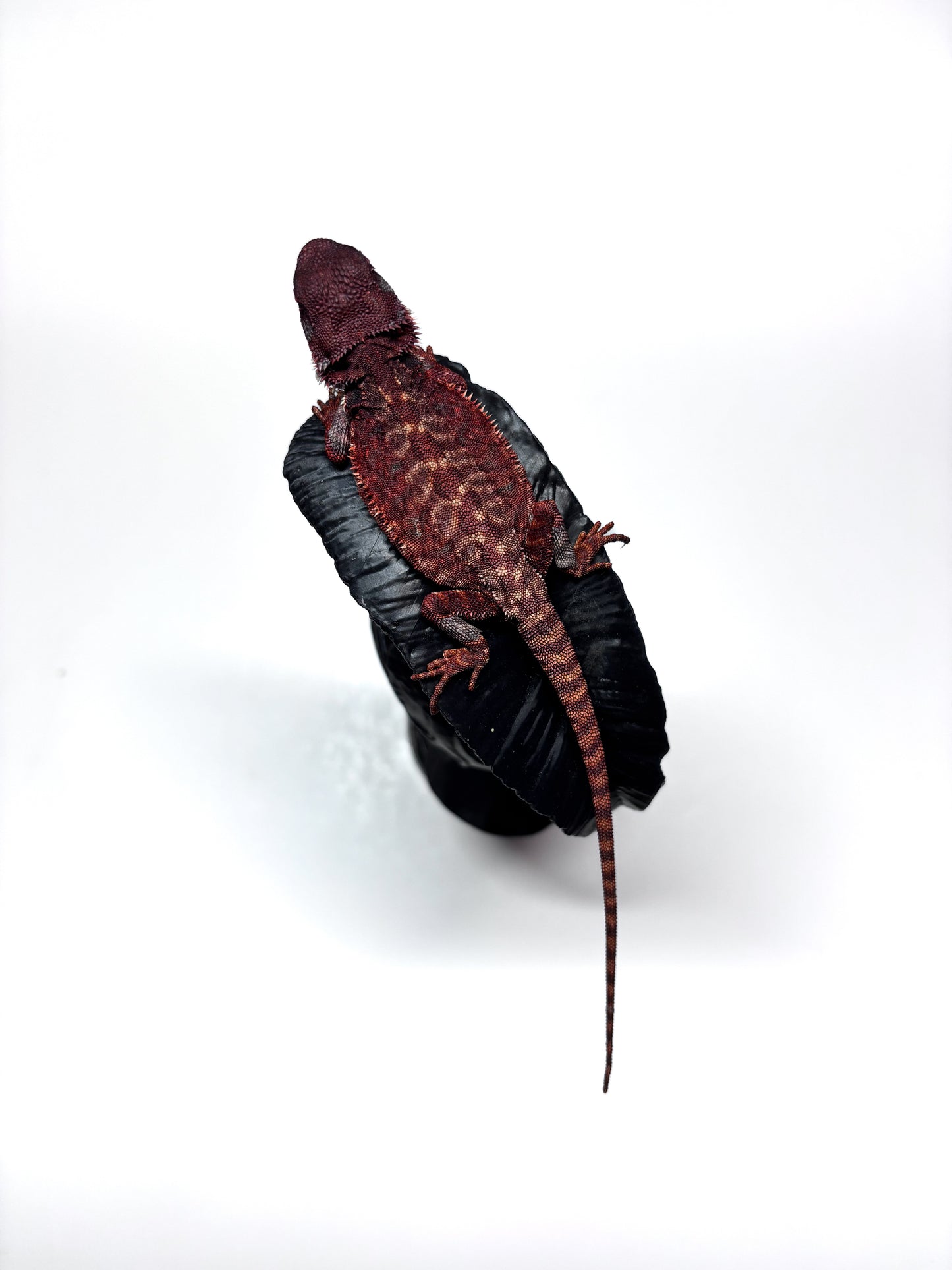 🩸🩸#10 Extreme Dark Red Monster Leatherback🩸🩸(HOLDBACK RELEASE)