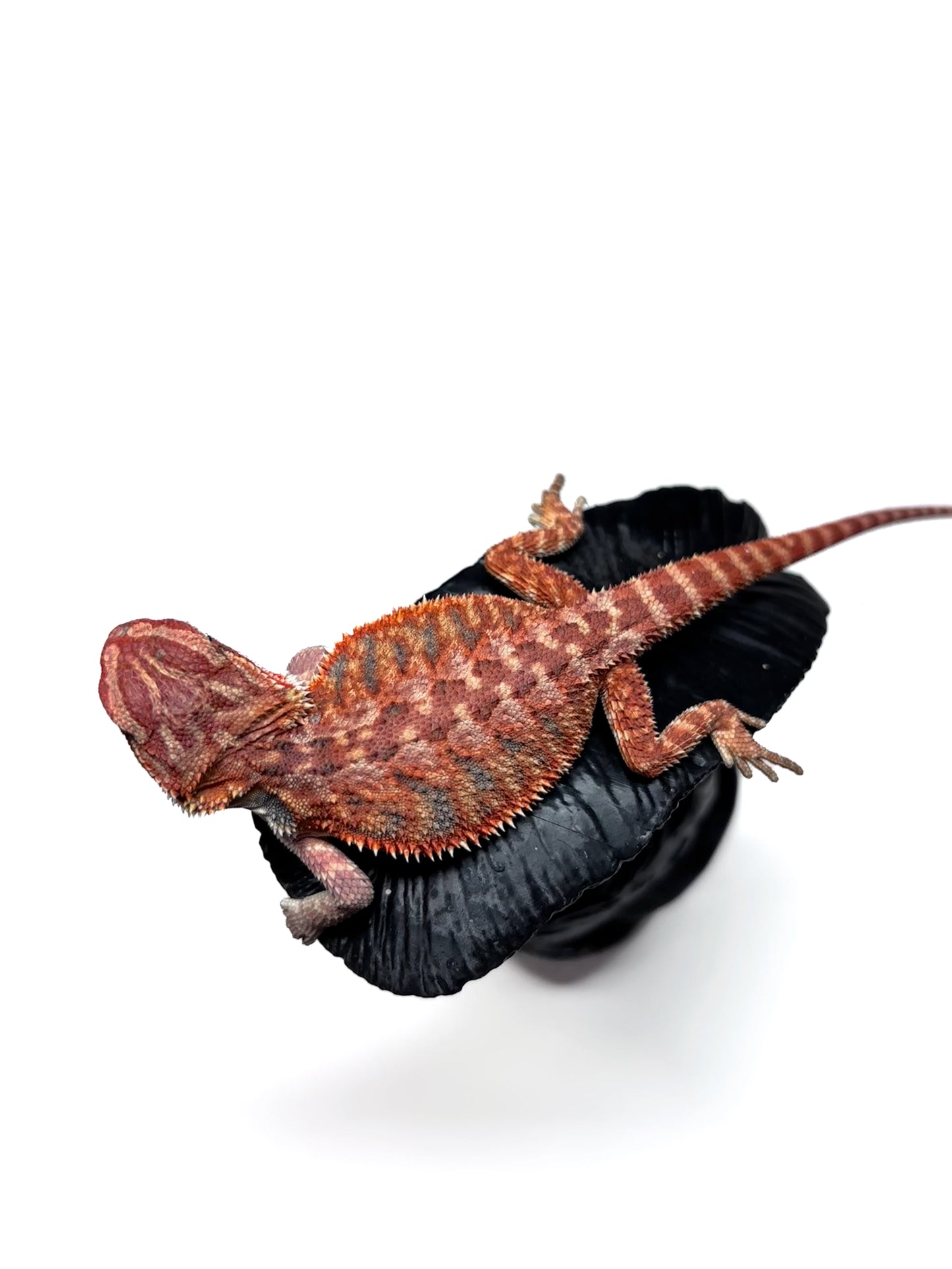 🔥 #27 Half Red Monster Hypo Tiger