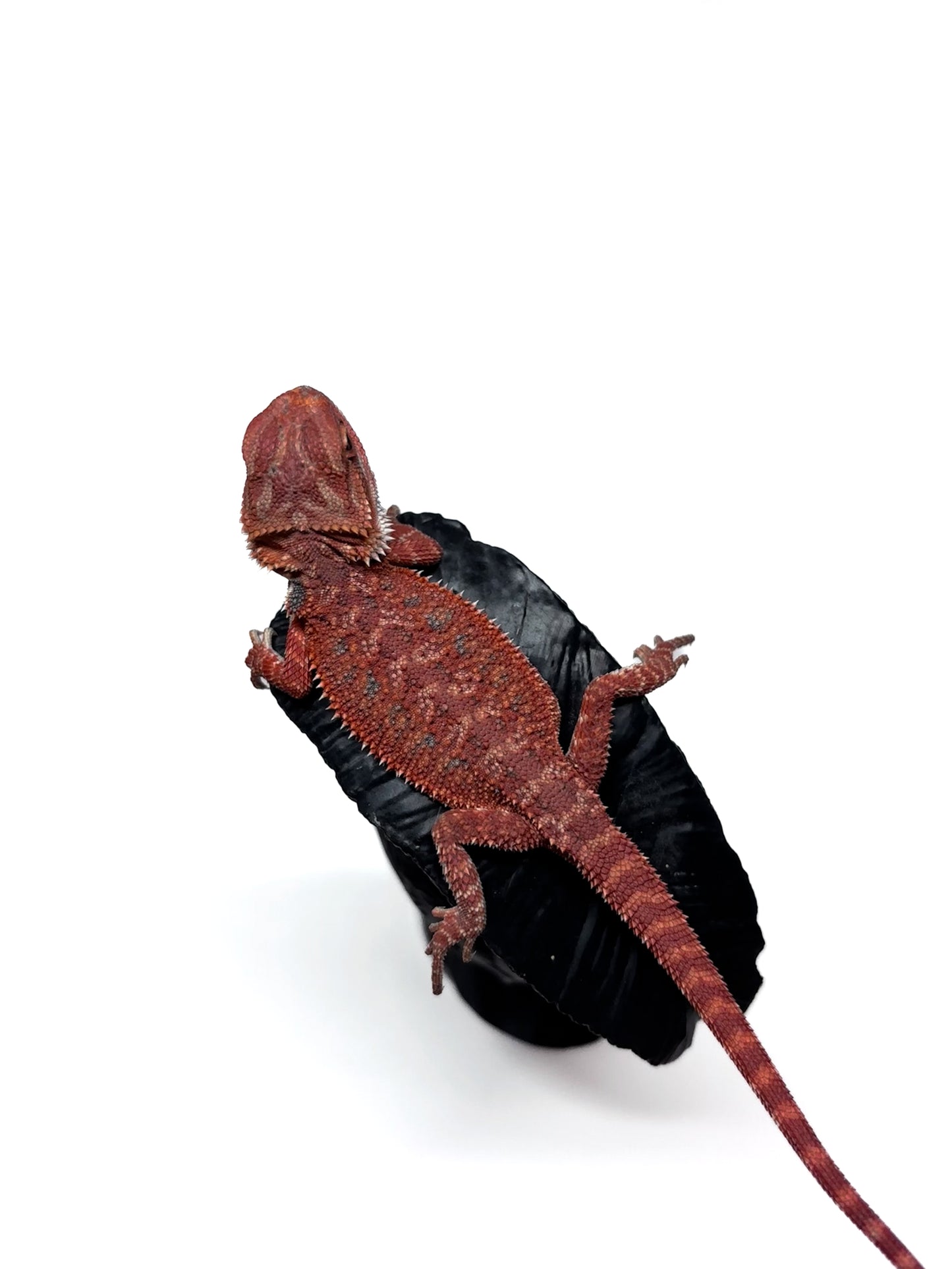 🩸#6 Extreme Dark Red Trans🩸