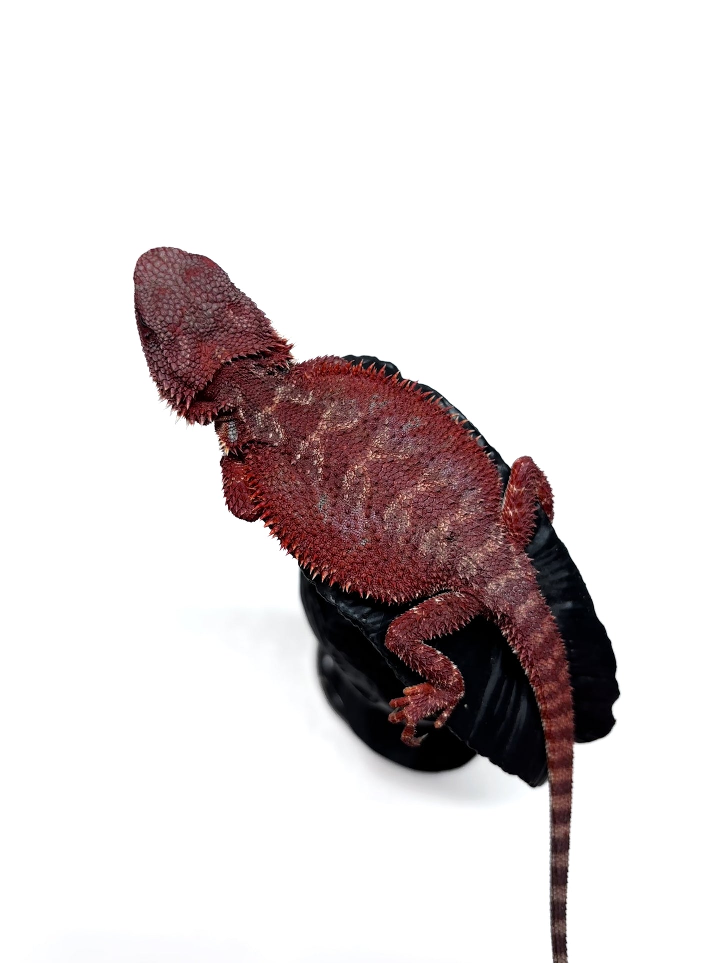 🔥🛑#2 Extreme Dark Hypo RED MONSTER 🛑🔥(Holdback Release)