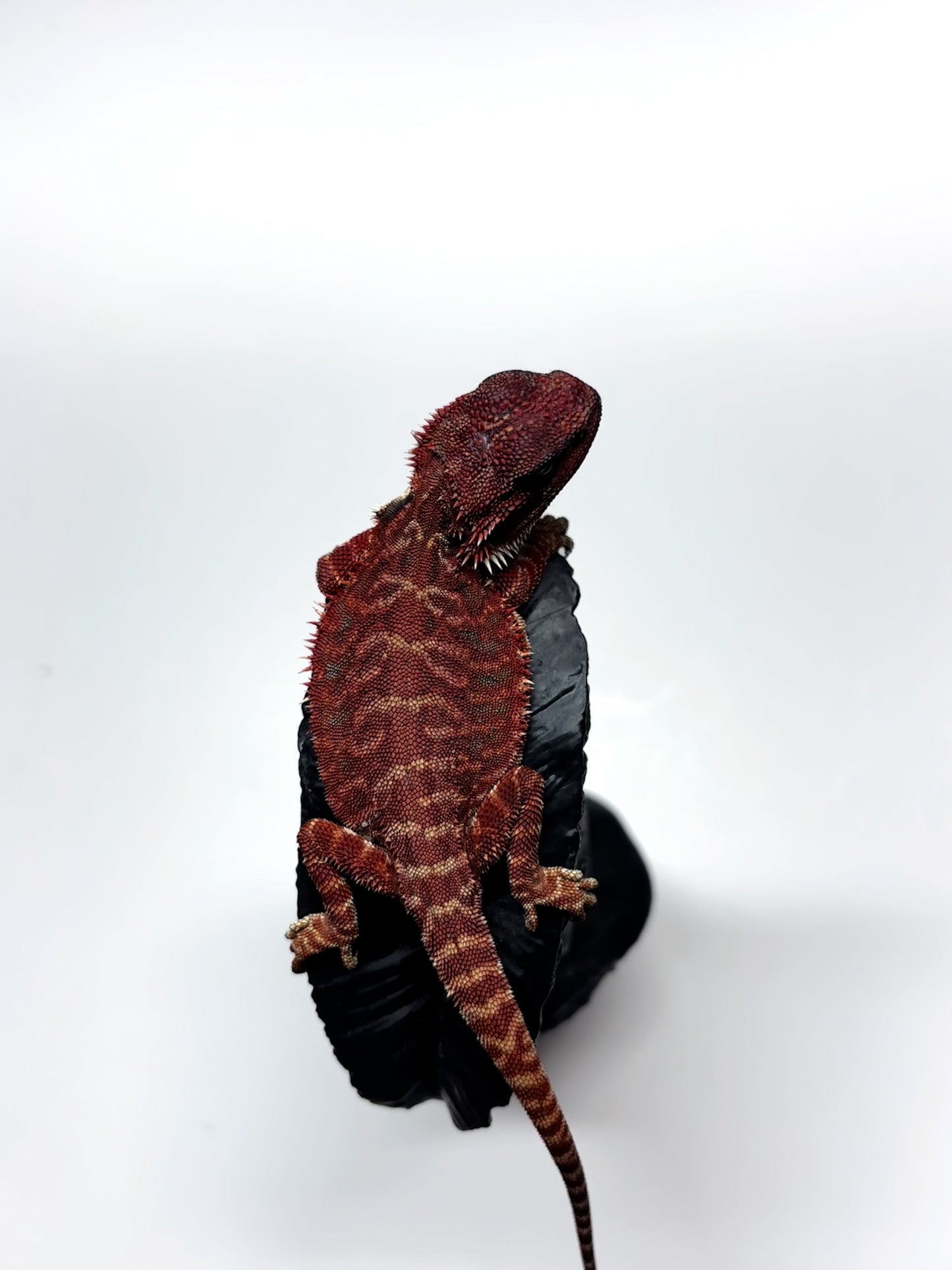 🩸#8 Extreme Dark Red Monster Leather🩸