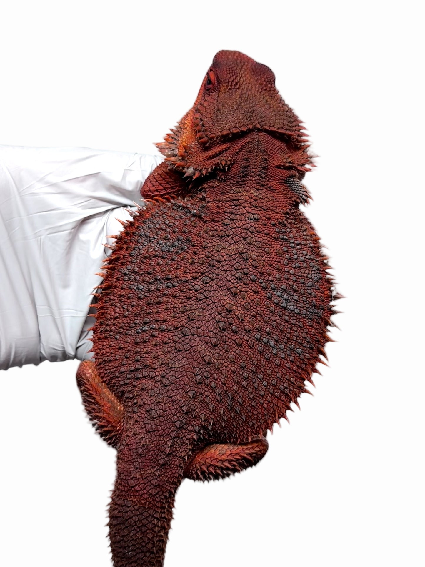 ❄️🩸#1 ADULT Red Monster Blue Tiger🩸🐯(Holdback Release)