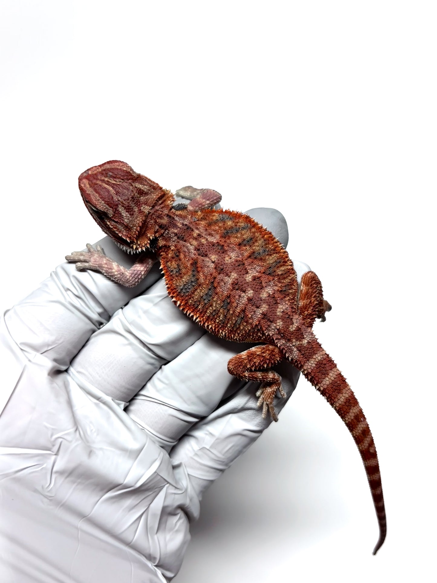 🔥 #27 Half Red Monster Hypo Tiger