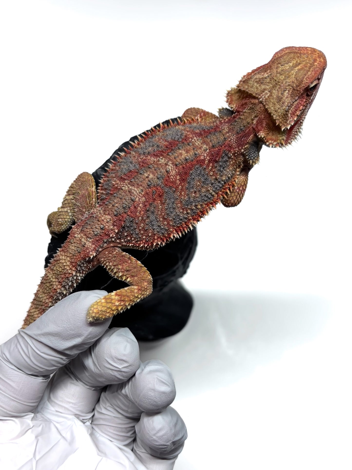 🌈 #21 Hypo Rainbow Blue Tiger🌈