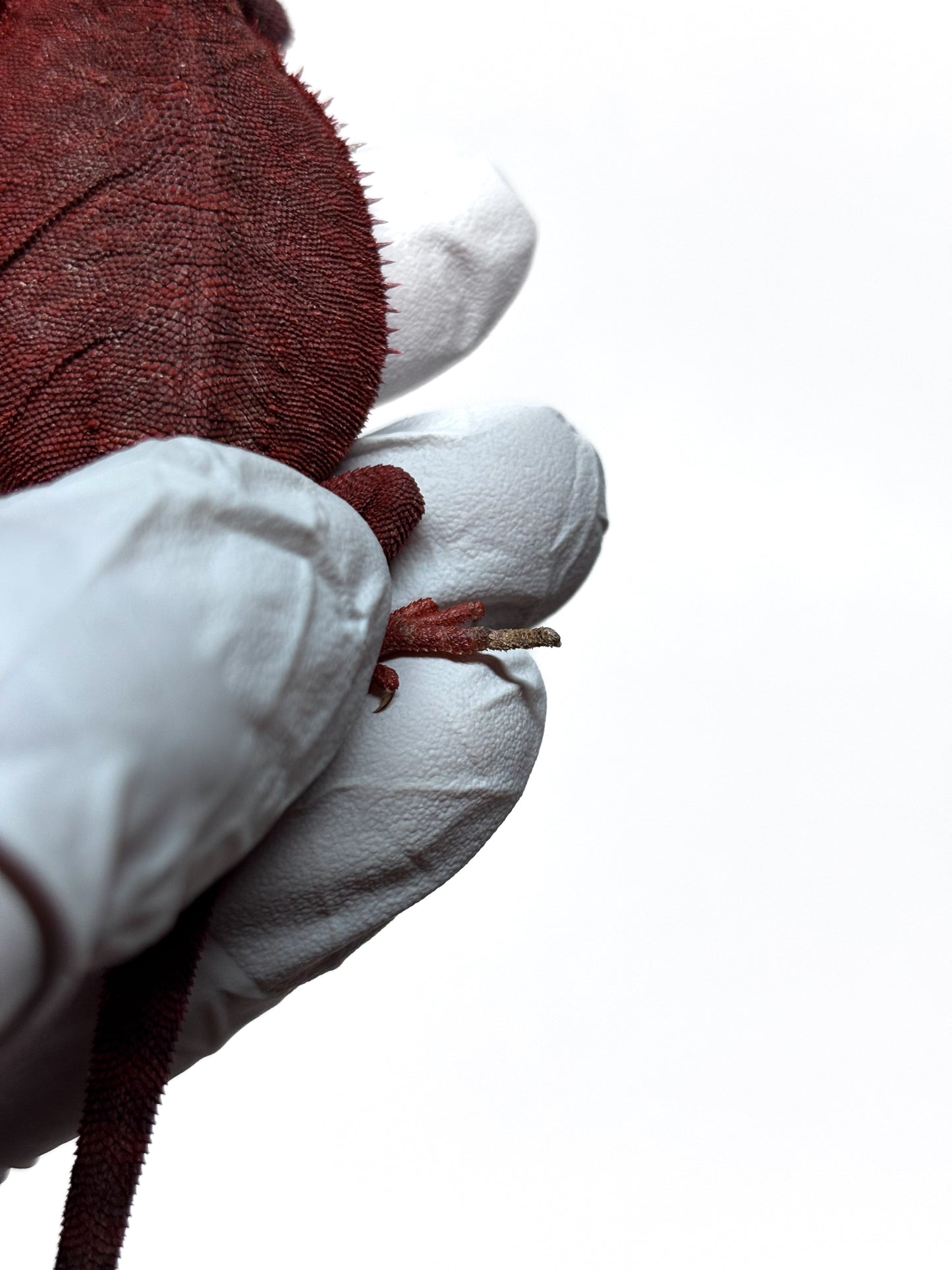 🩸#1 Red Monster Translucent Leatherback🩸(Holdback Release)