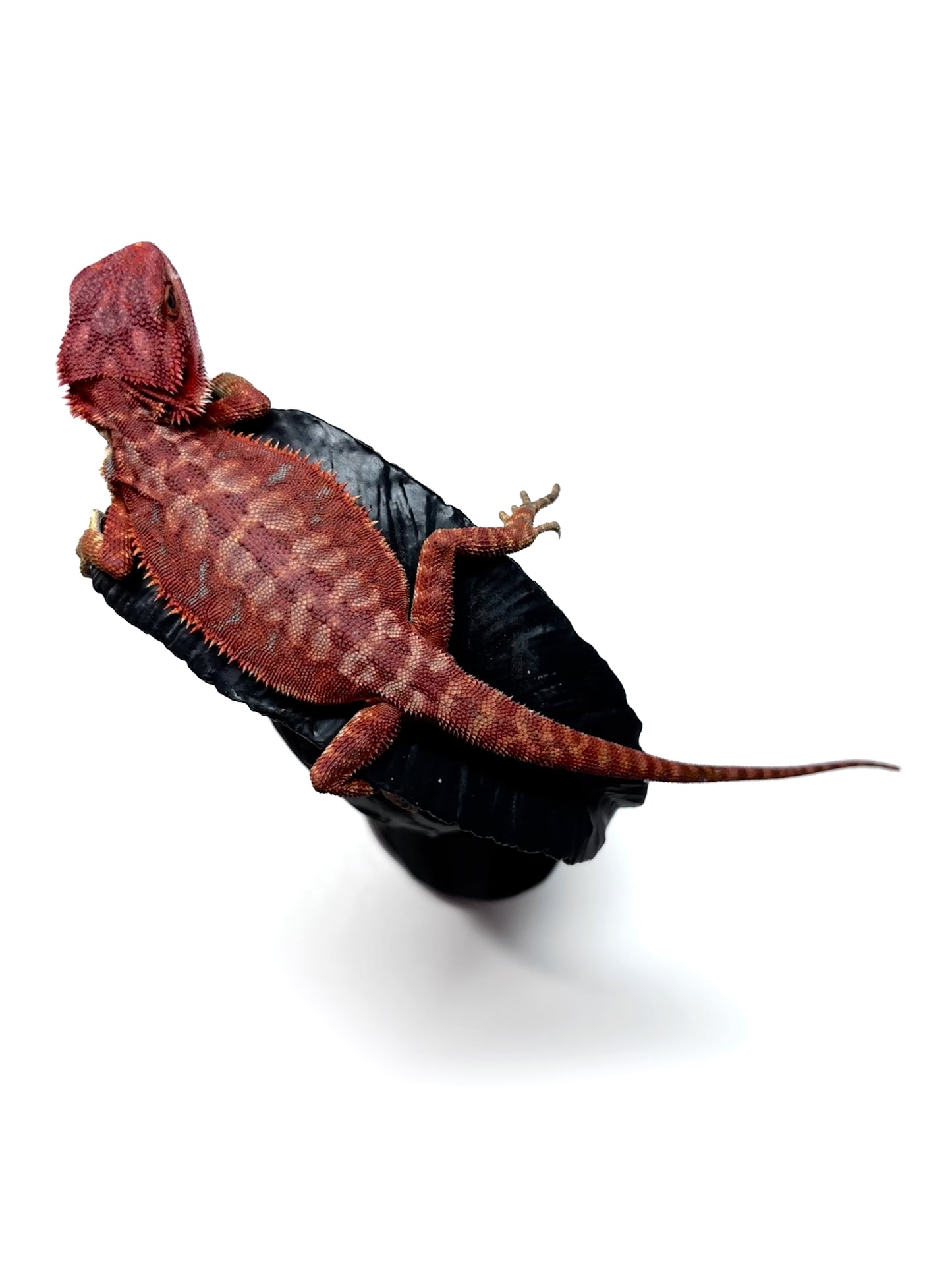 🩸#7 Extreme Dark Red Monster Hypo Leather🩸