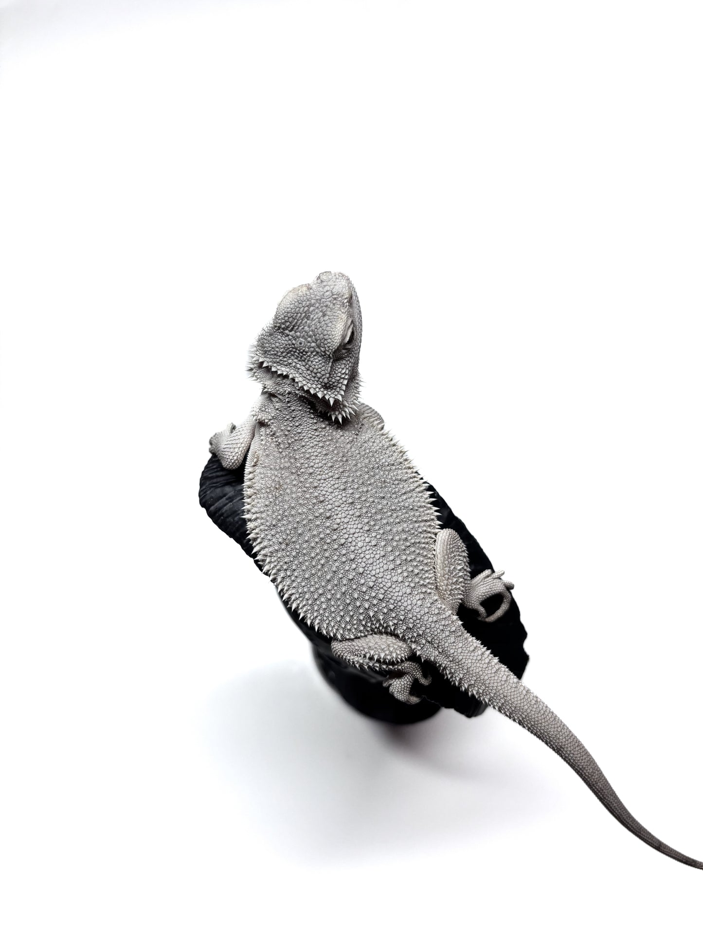 ❄️ #19 Hypo Zero❄️