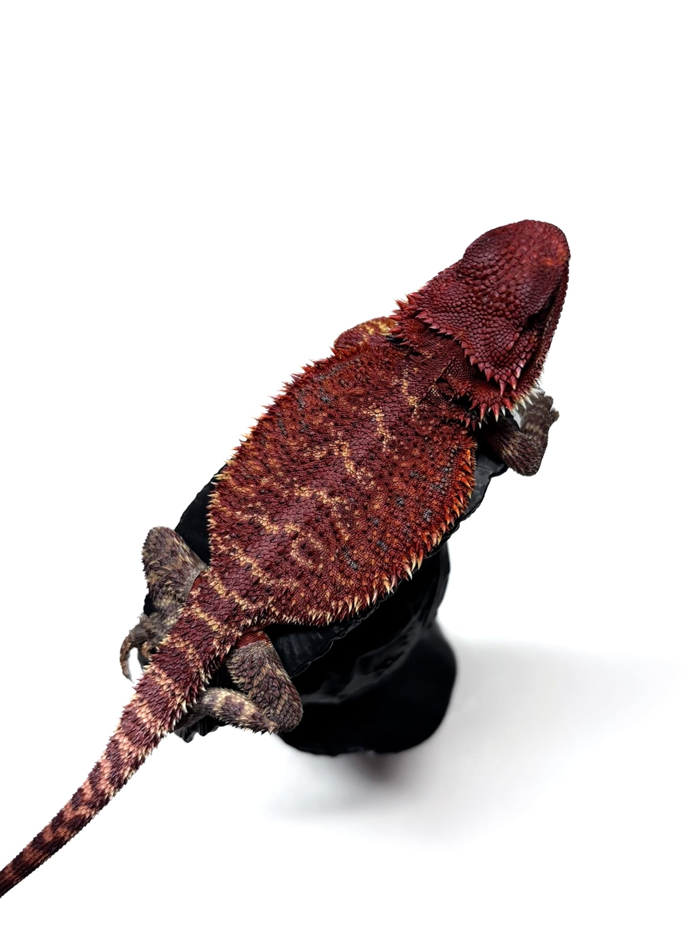 🔥🛑#2 Extreme Dark RED MONSTER 🛑🔥(Holdback Release)