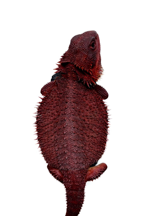 🔥#3 Extreme Dark Red Monster Trans🔥