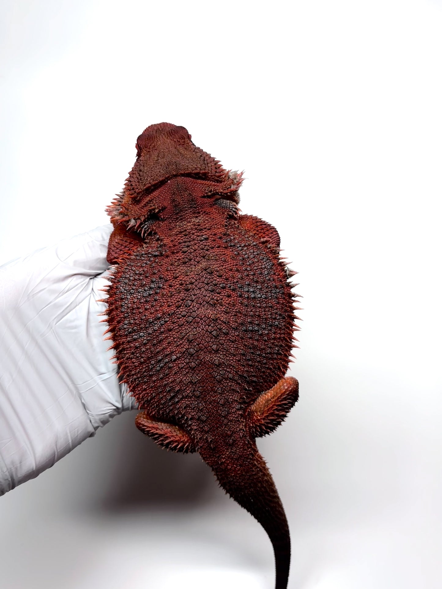 ❄️🩸#1 ADULT Red Monster Blue Tiger🩸🐯(Holdback Release)