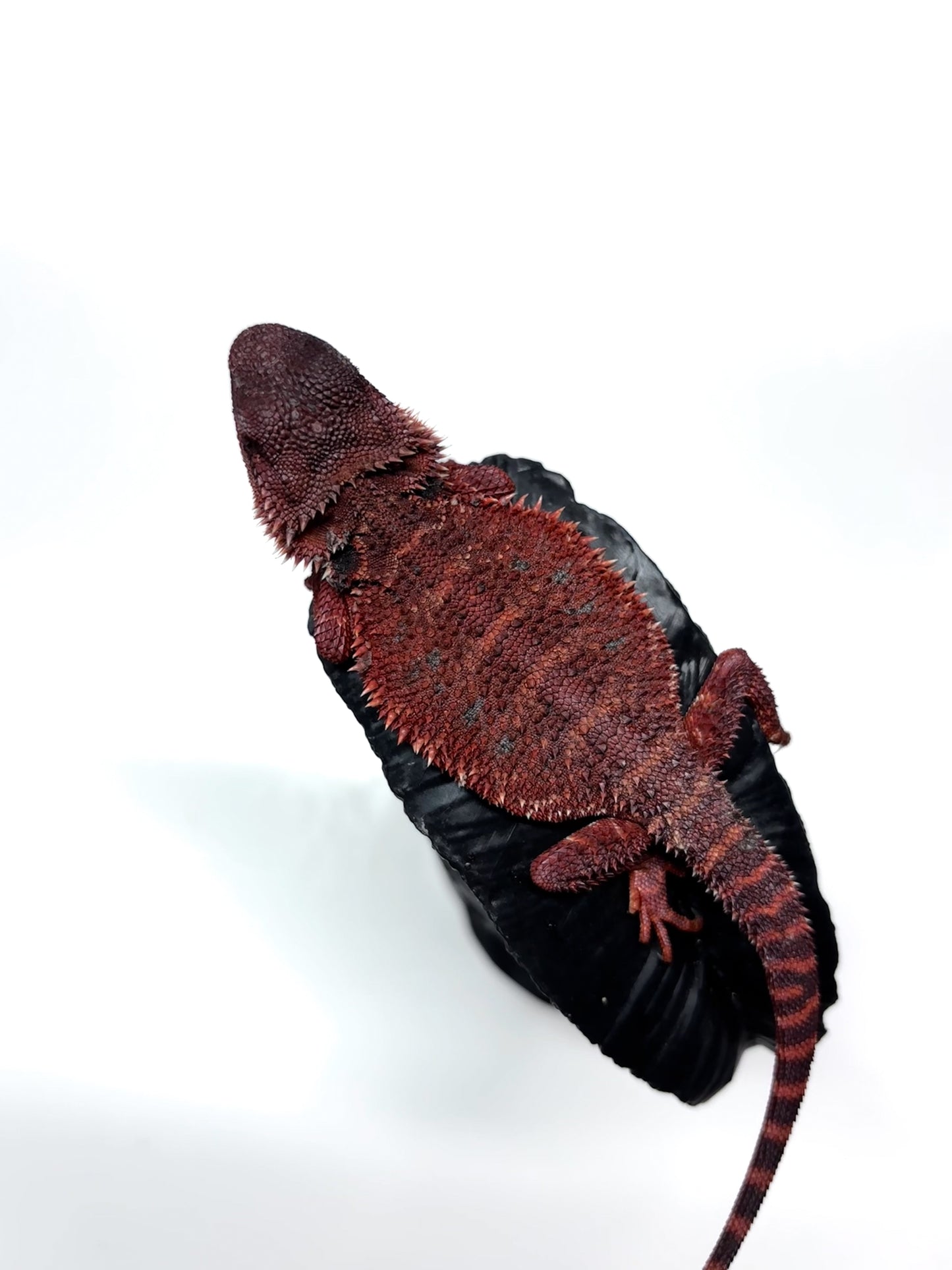 🩸#13 Extreme Dark Red Monster🩸