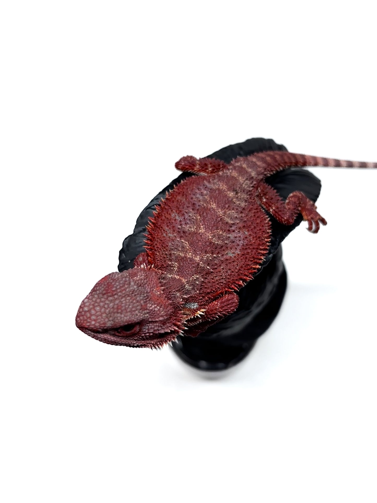 🔥🛑#2 Extreme Dark Hypo RED MONSTER 🛑🔥(Holdback Release)
