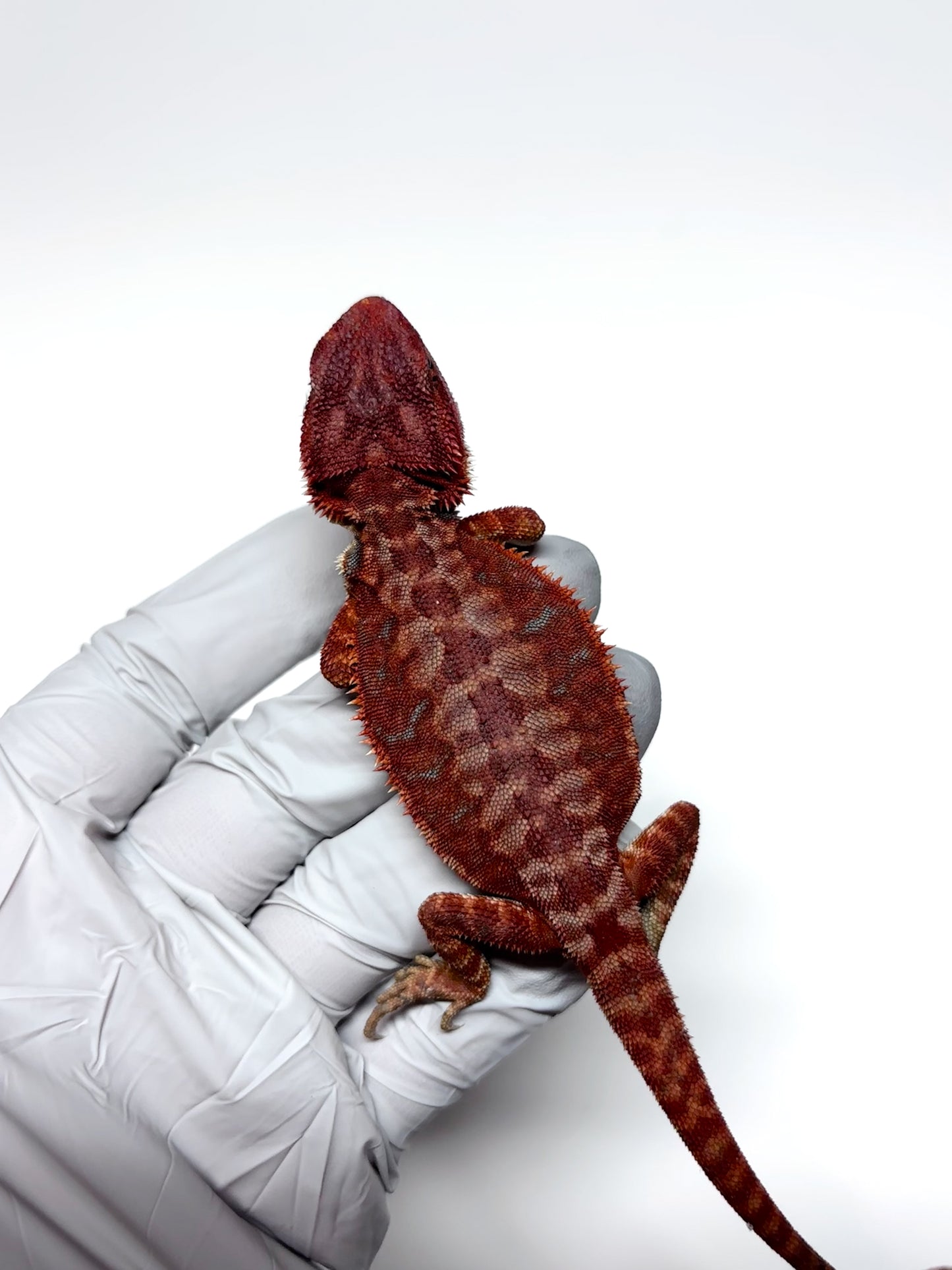 🩸#7 Extreme Dark Red Monster Hypo Leather🩸