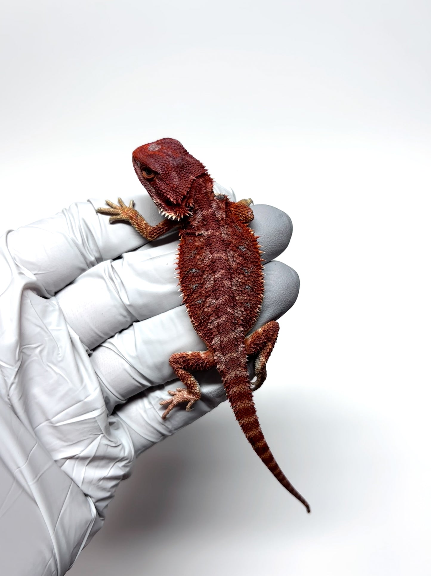 🔥 #26 Hypo Red Monster 🔥