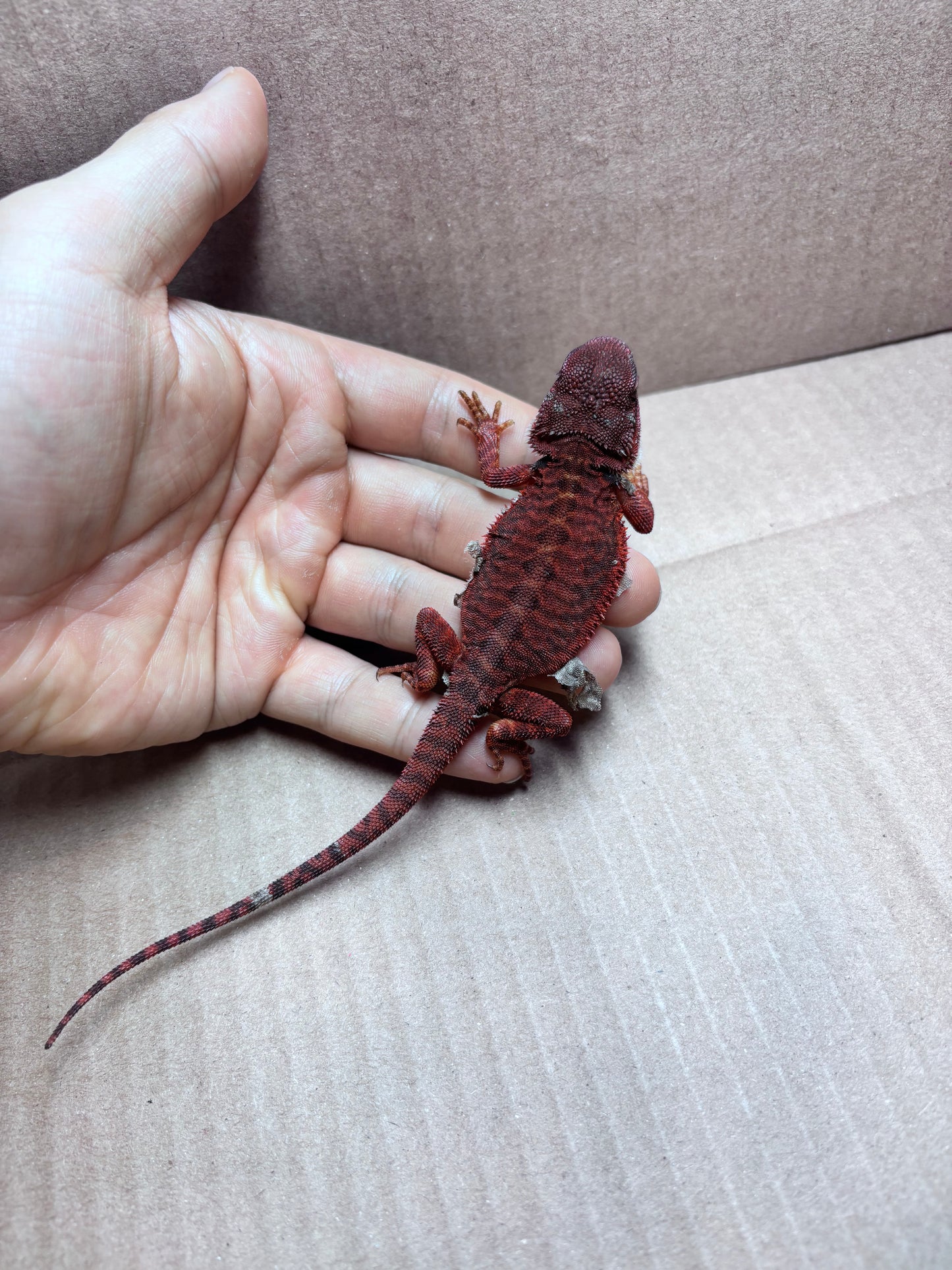 Extreme Dark Leatherback Trans Red Monster