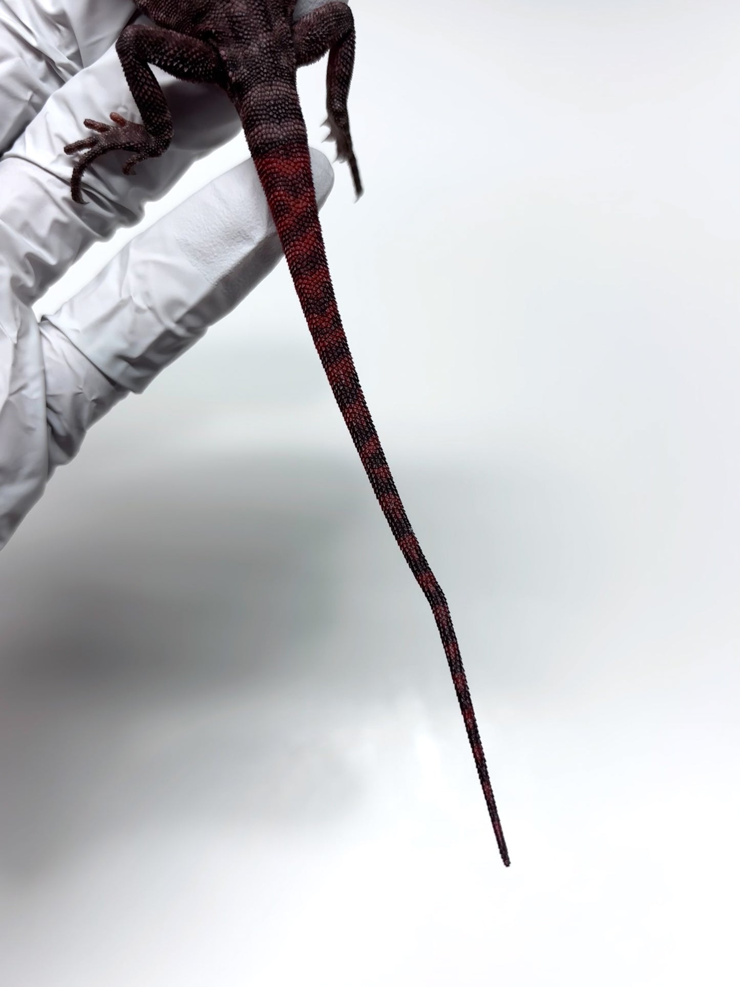 🩸🩸#22 Extreme Dark Red Monster Trans Leatherback🩸🩸