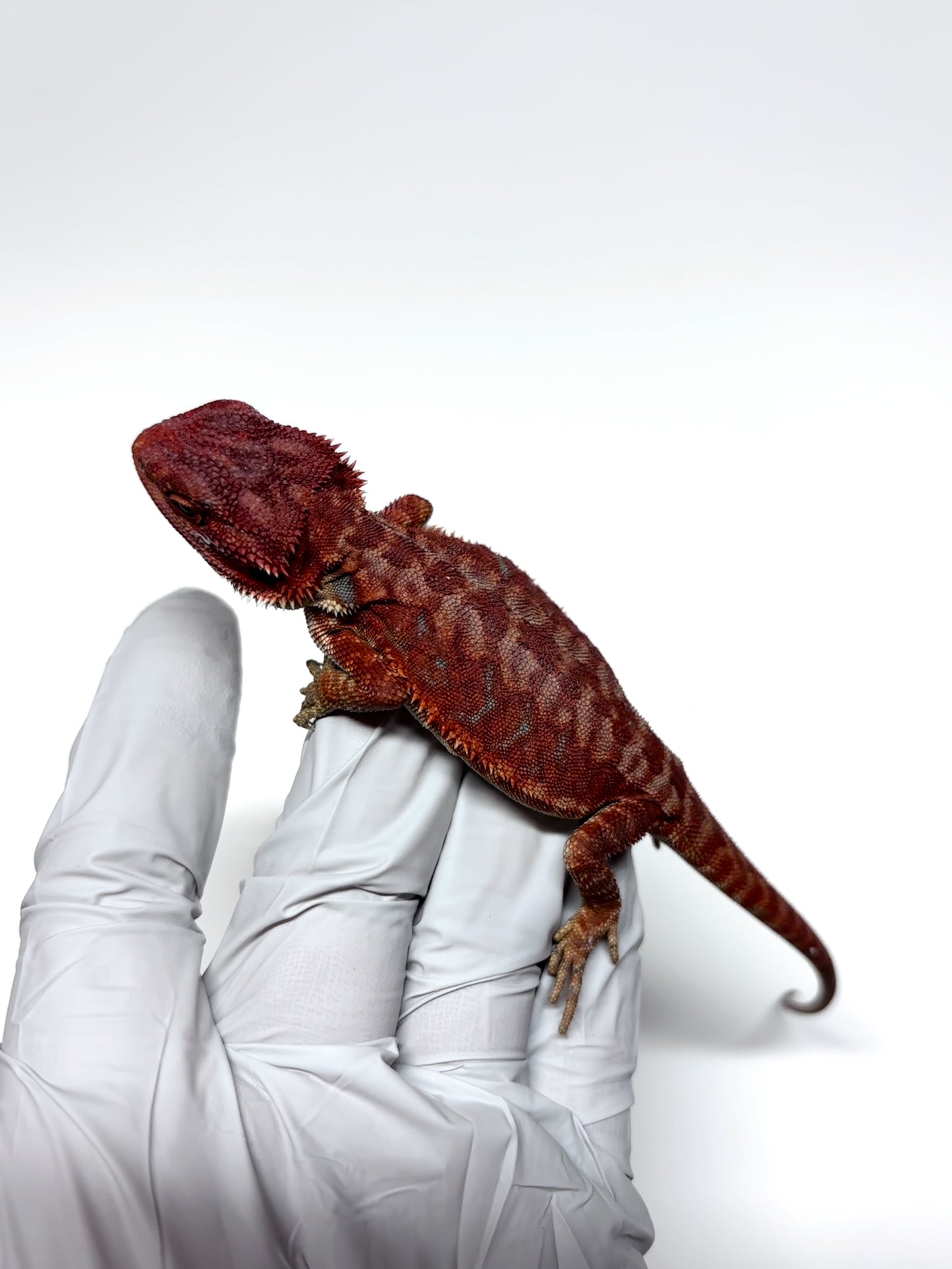 🩸#7 Extreme Dark Red Monster Hypo Leather🩸