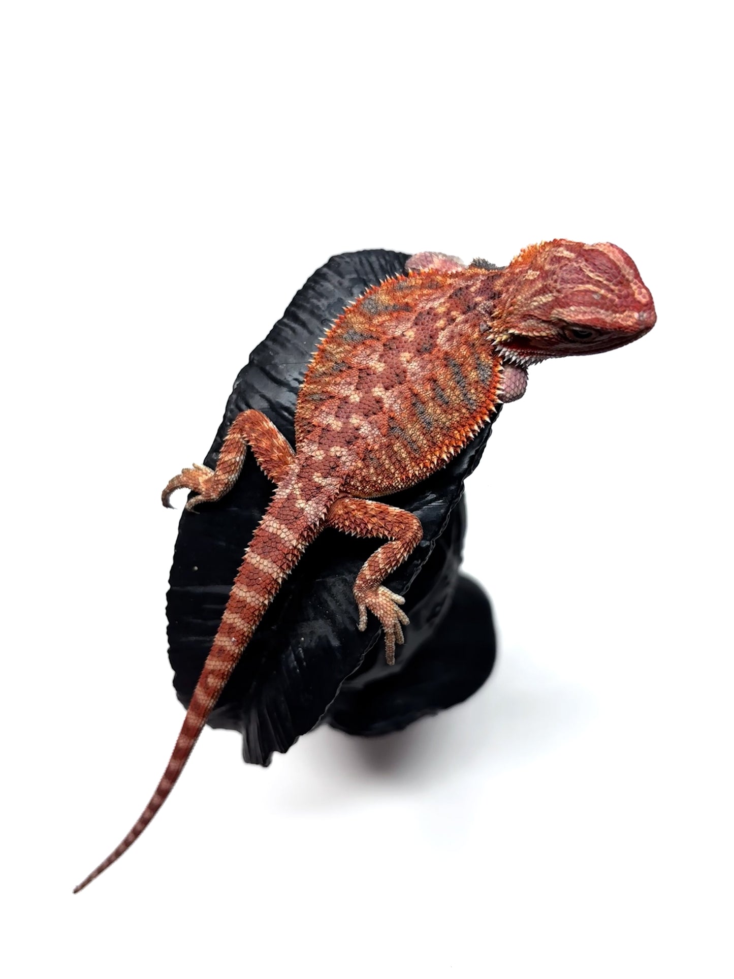 🔥 #27 Half Red Monster Hypo Tiger