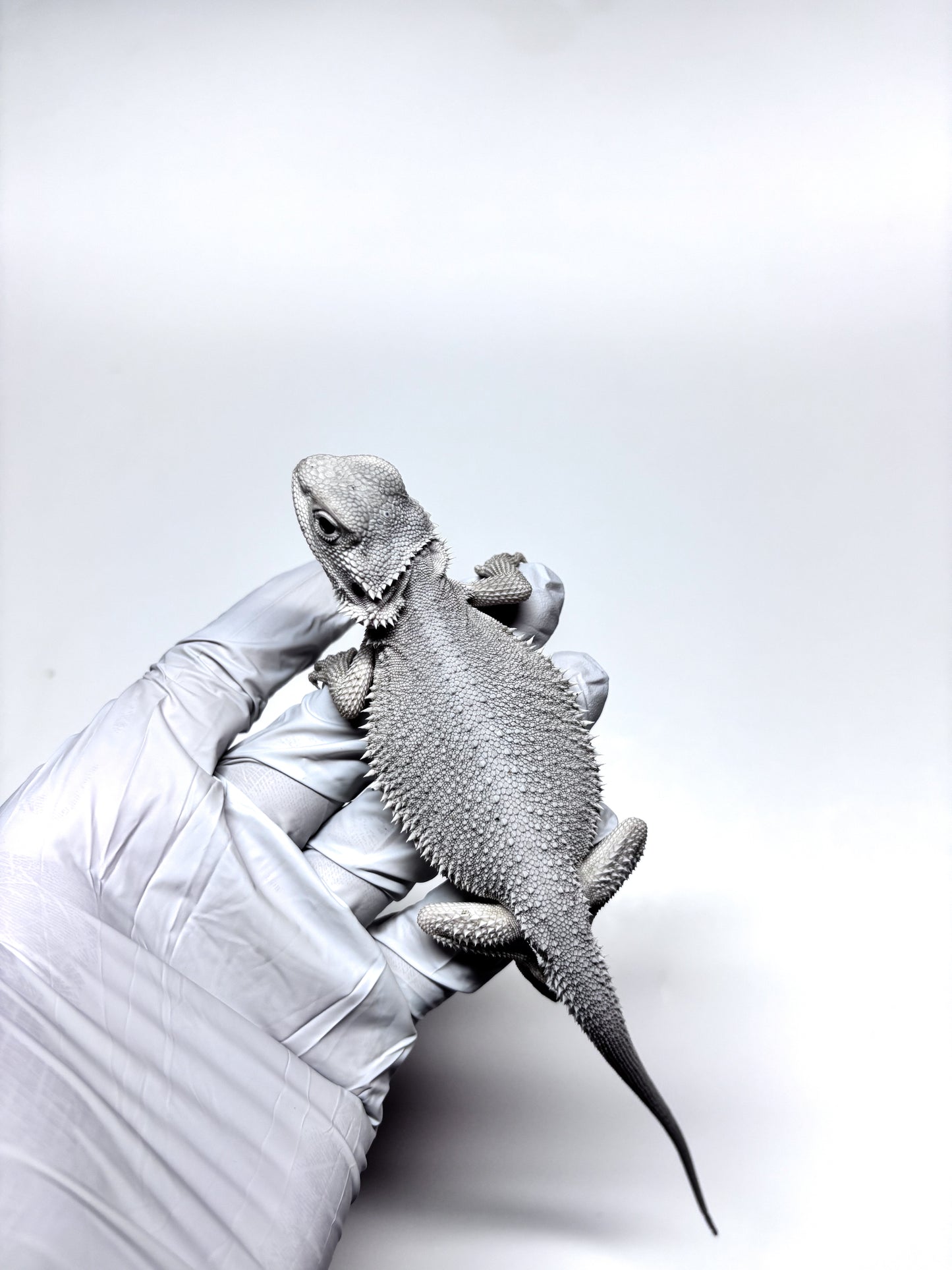 ❄️#14 Hypo Zero❄️