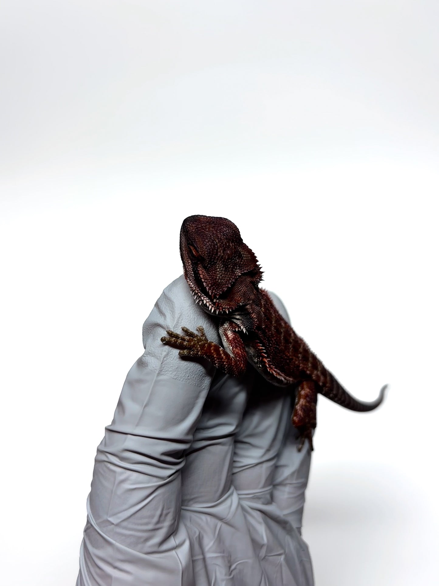 🖤#15 Dark Red Monster🖤