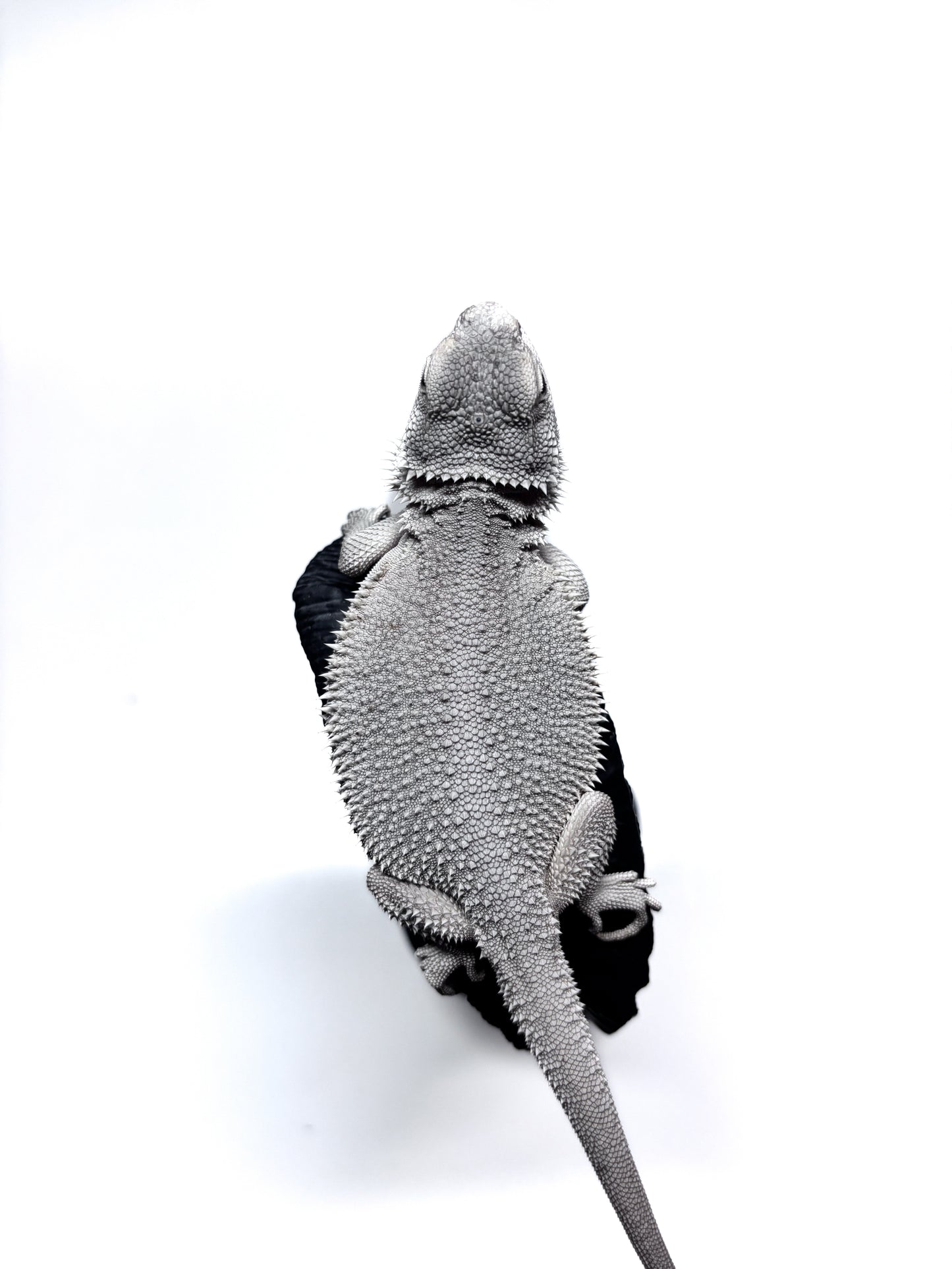 ❄️ #19 Hypo Zero❄️