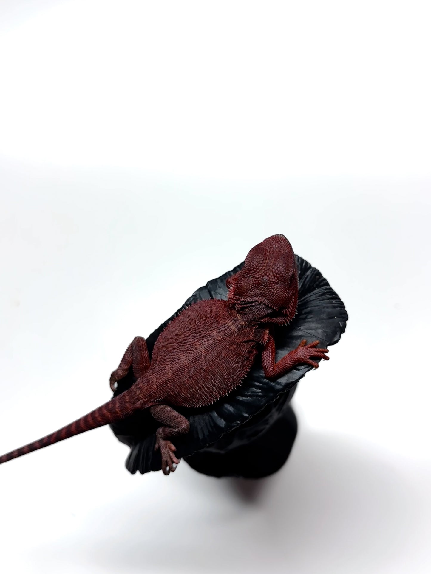 🩸#5 Extreme Dark Red Trans Monster🩸(HOLDBACK)