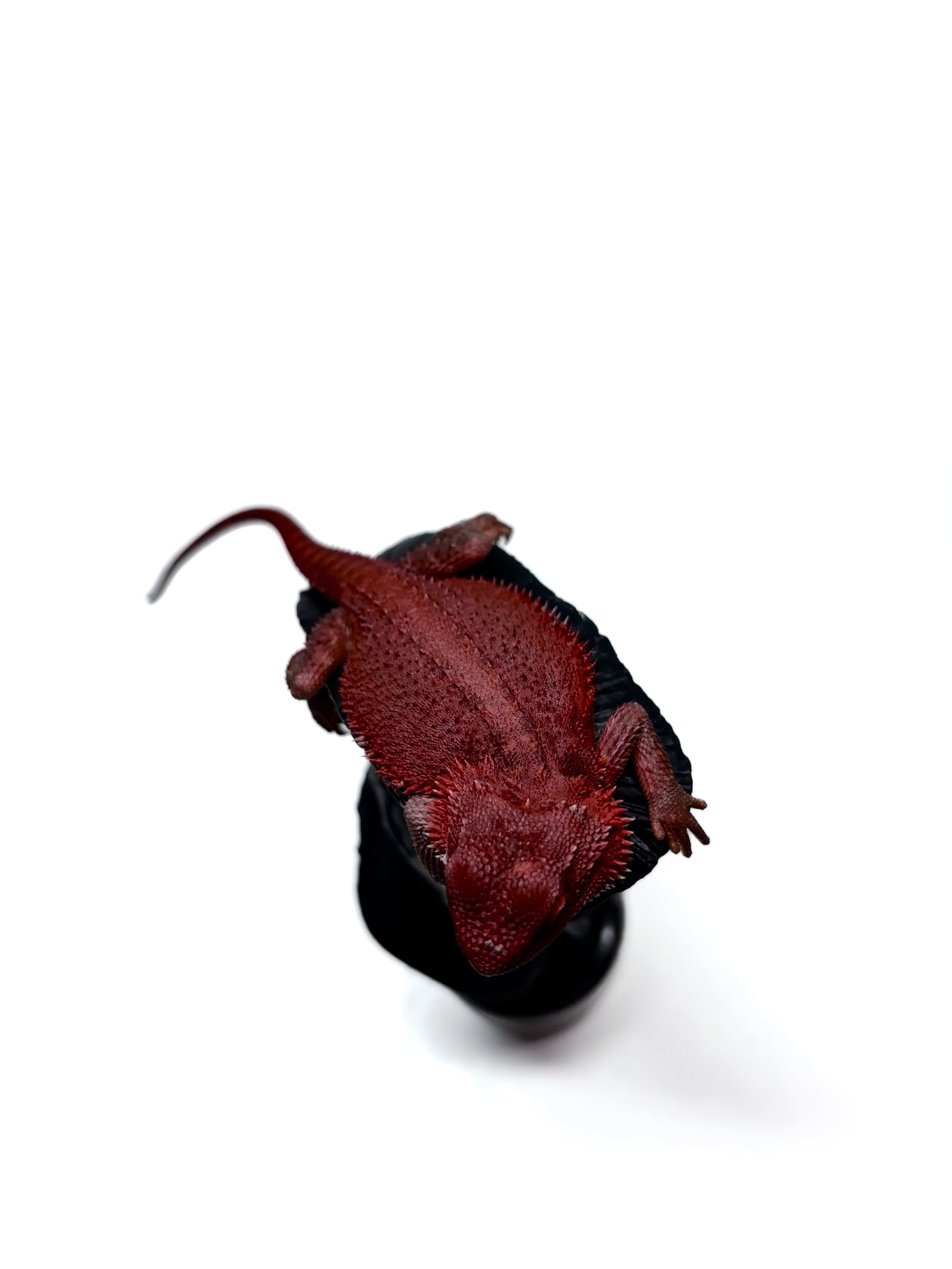 🩸 #4 Extreme Dark Red Monster Trans🩸