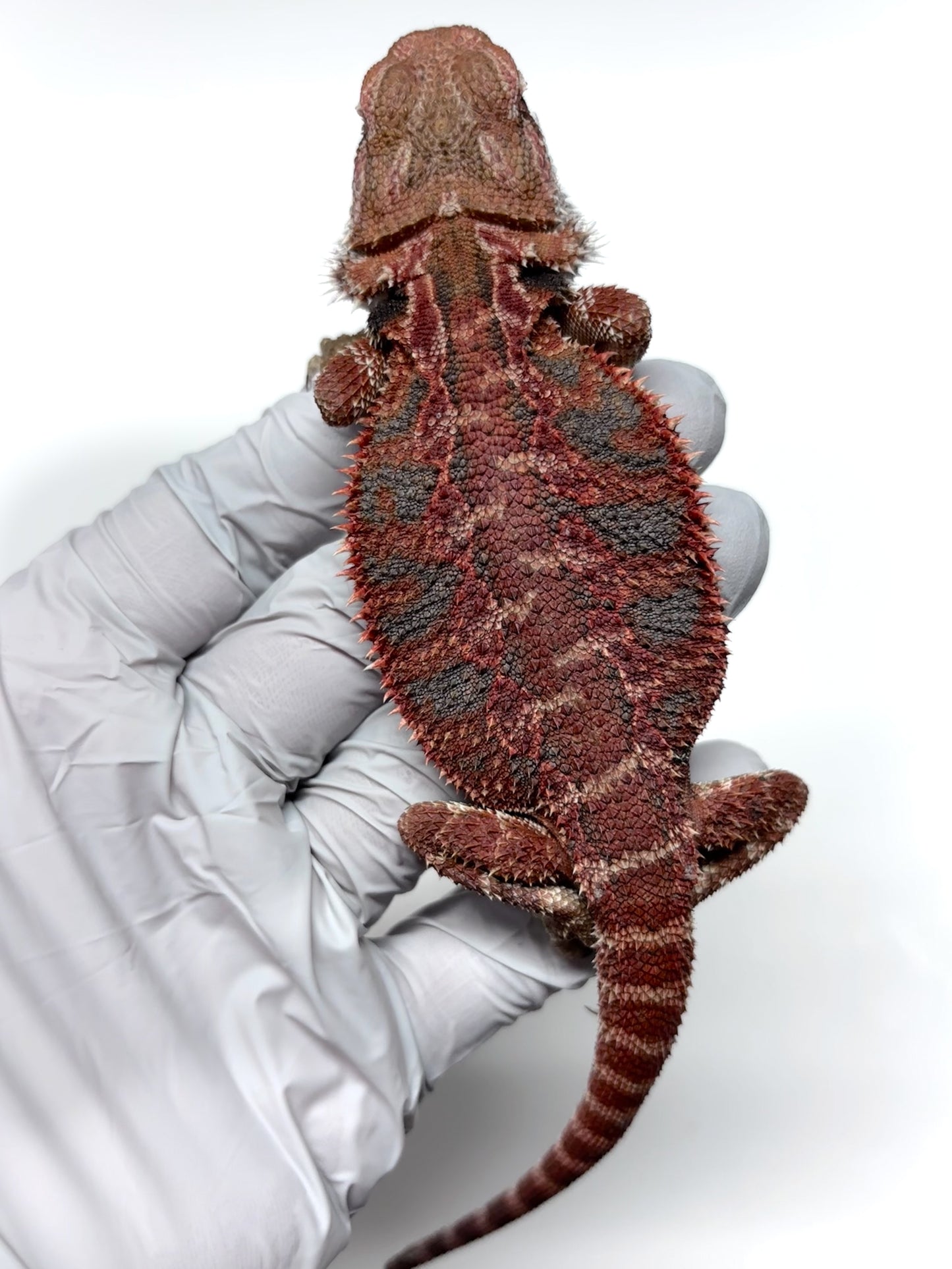 💙🔥#12 Red Blue Tiger 🔥💙