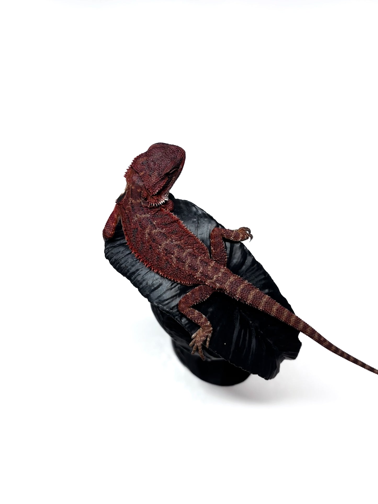🔥🛑#2 Extreme Dark RED MONSTER 🛑🔥(Holdback Release)