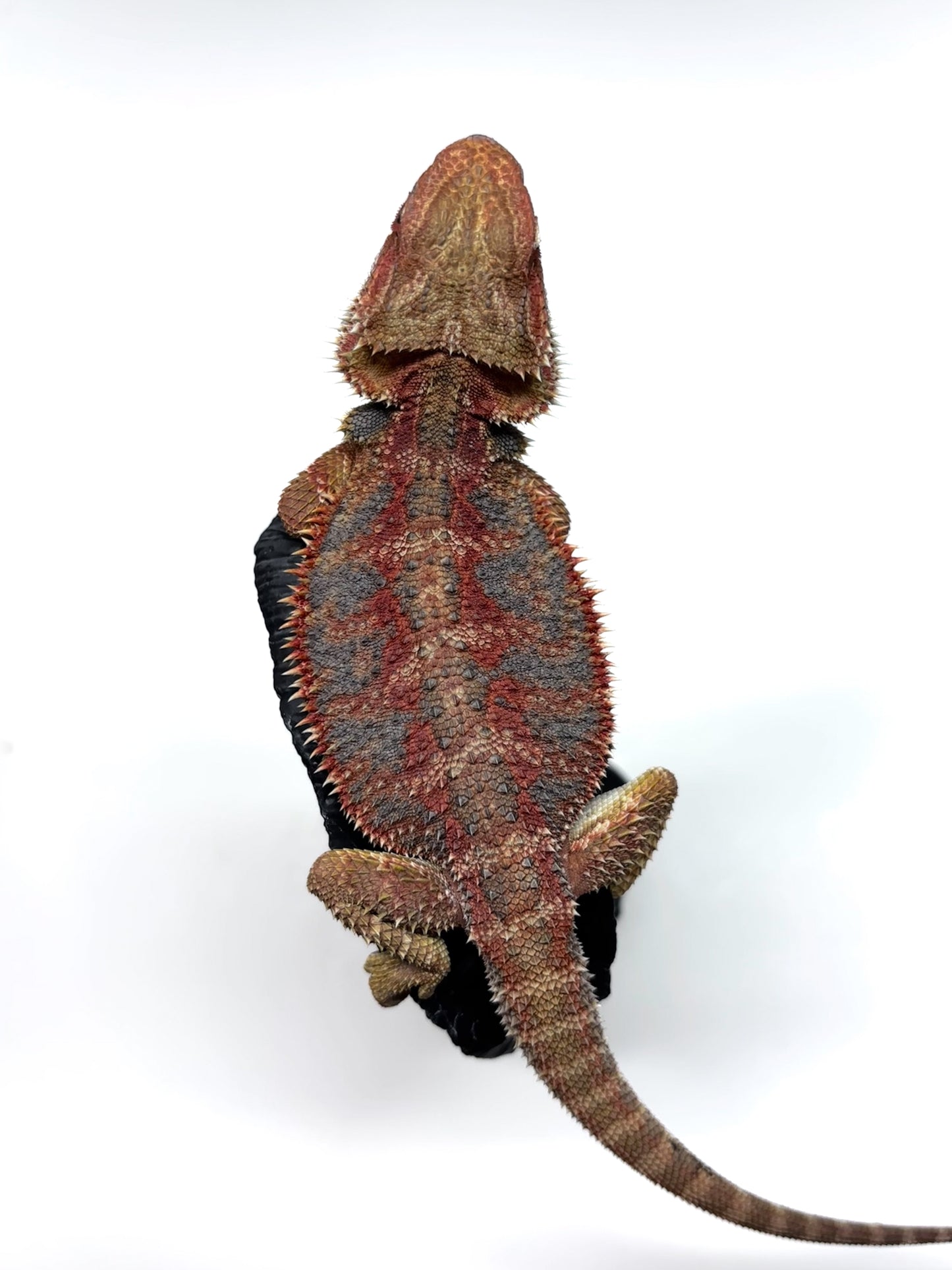 🌈 #21 Hypo Rainbow Blue Tiger🌈