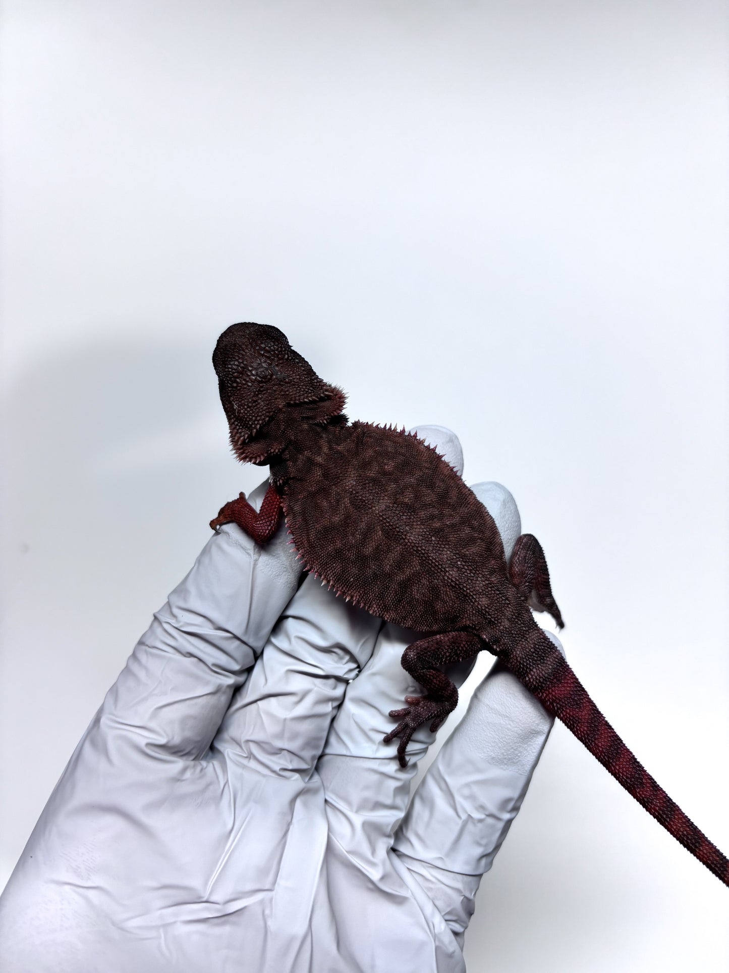 🩸🩸#22 Extreme Dark Red Monster Trans Leatherback🩸🩸