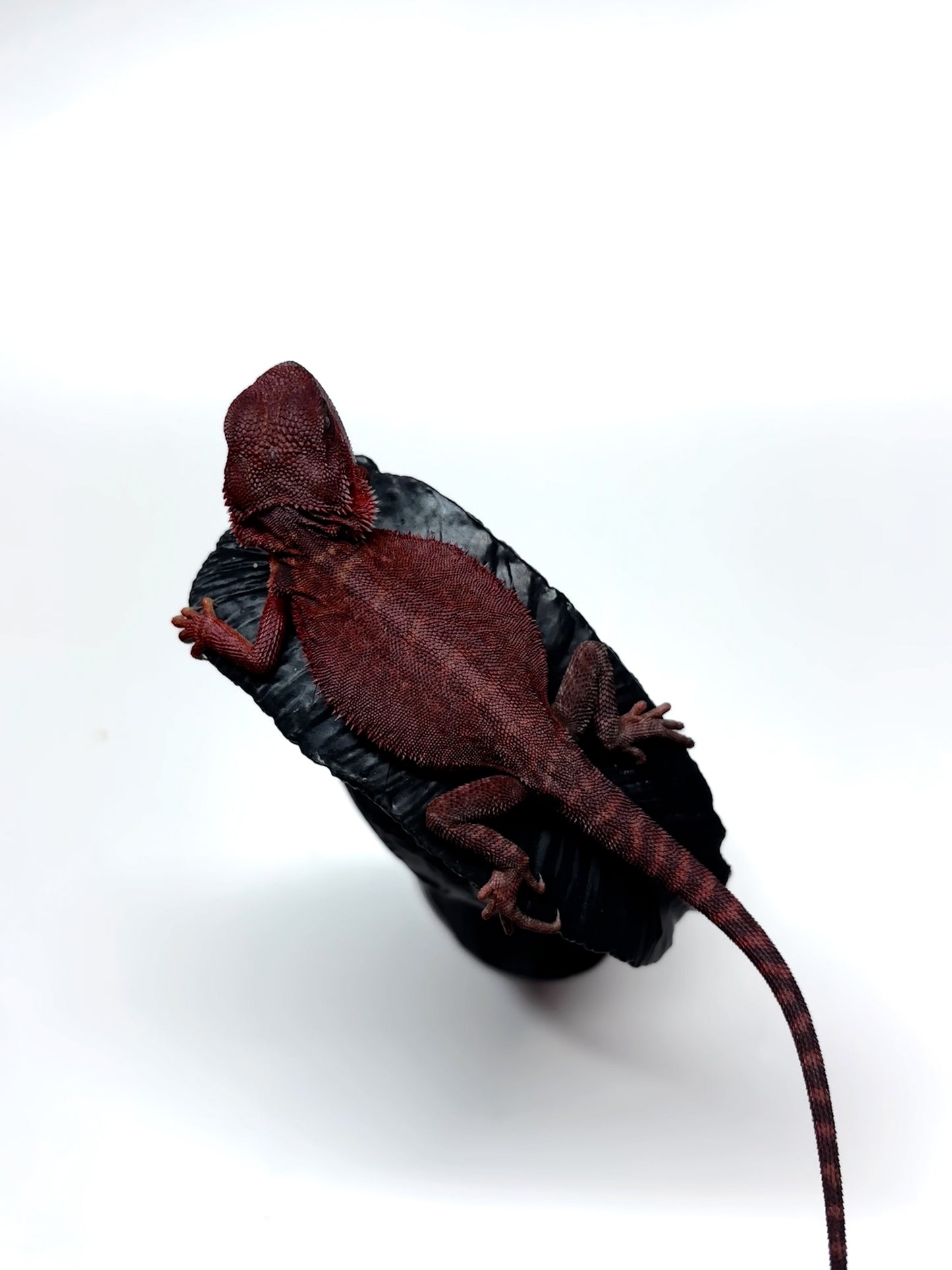 🩸#5 Extreme Dark Red Trans Monster🩸(HOLDBACK)