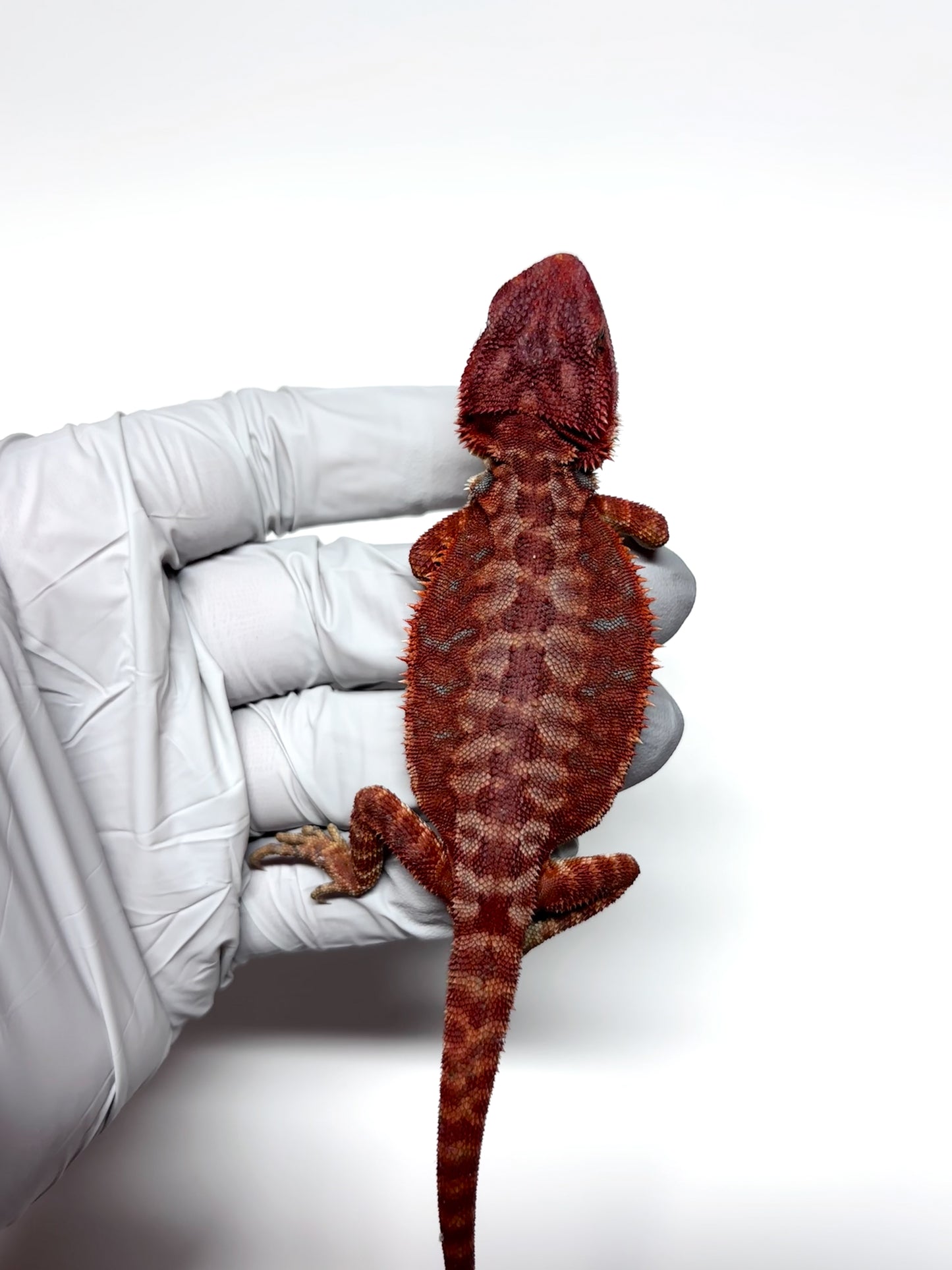 🩸#7 Extreme Dark Red Monster Hypo Leather🩸