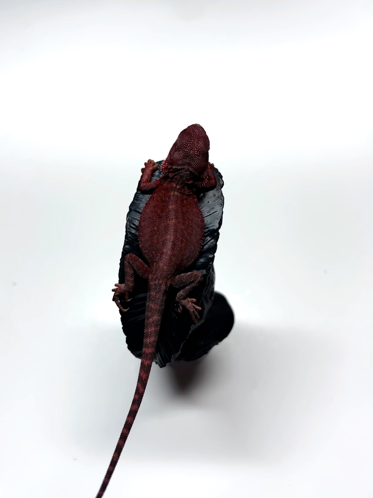 🩸#5 Extreme Dark Red Trans Monster🩸(HOLDBACK)