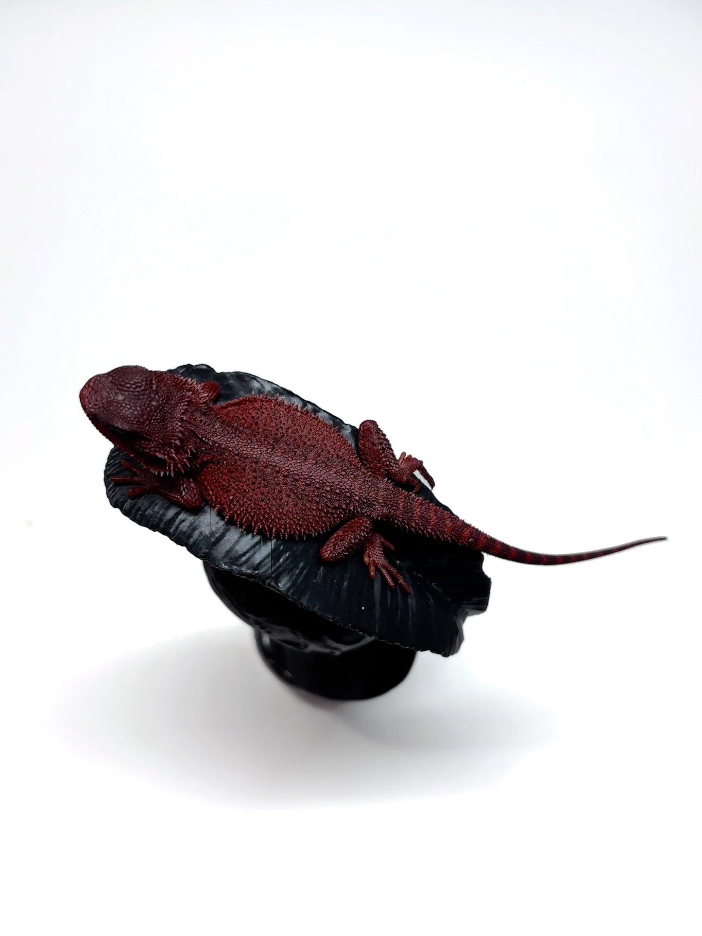 🩸#16 Extreme Dark Red Monster Trans🩸