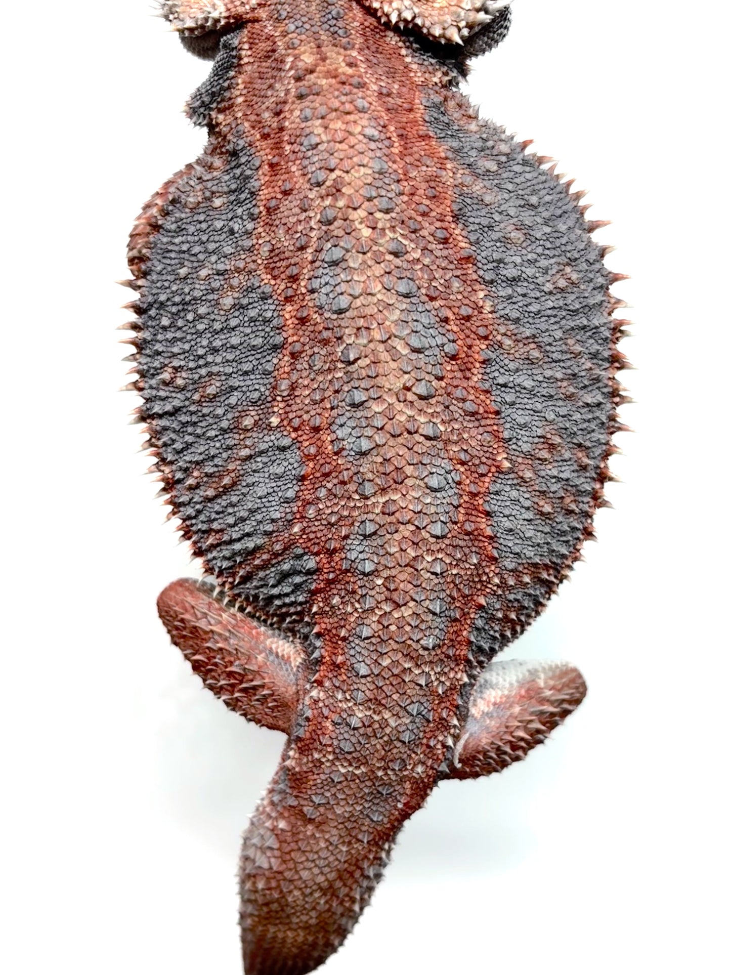 💙❄️#24 EXTREME BLUE HYPO❄️💙