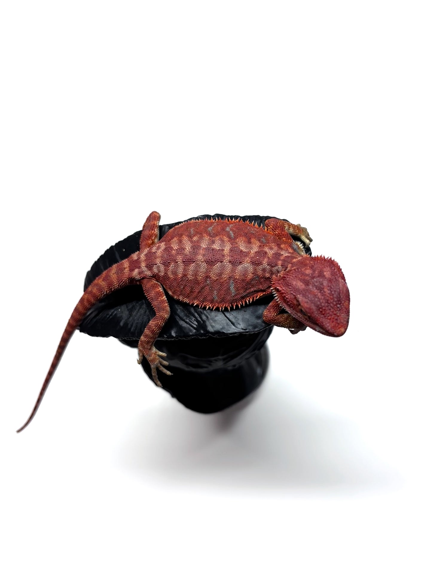 🩸#7 Extreme Dark Red Monster Hypo Leather🩸