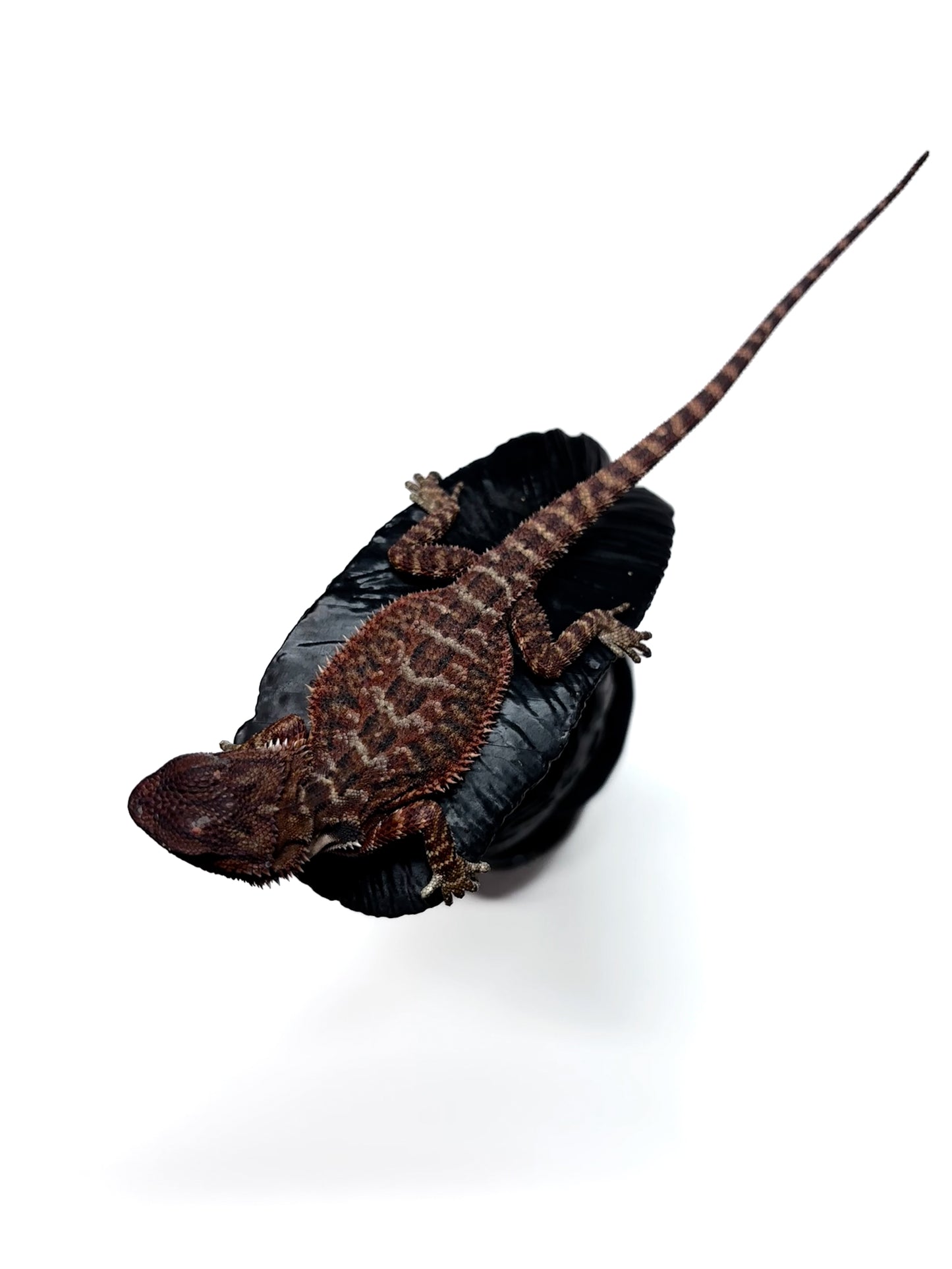 🩸#17 Extreme Dark RED MONSTER🩸