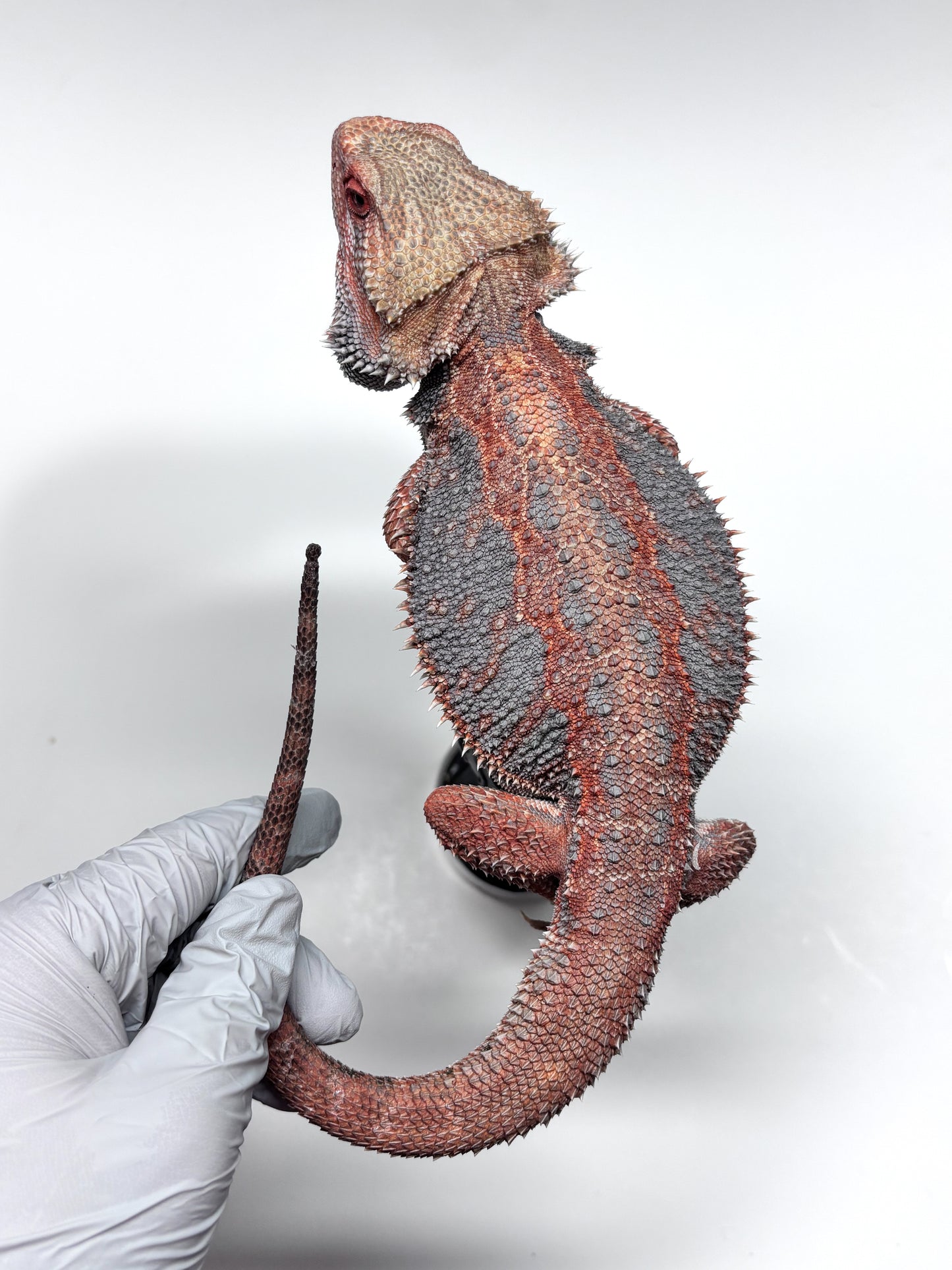 💙❄️#24 EXTREME BLUE HYPO❄️💙